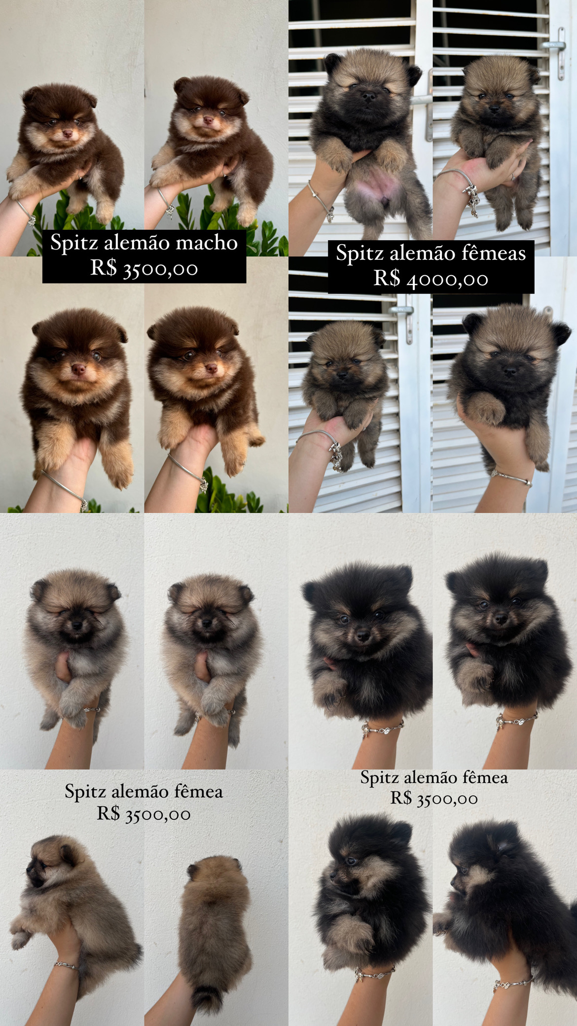 Portal Vendocão Spitz alemão machos e femeas Cuiaba