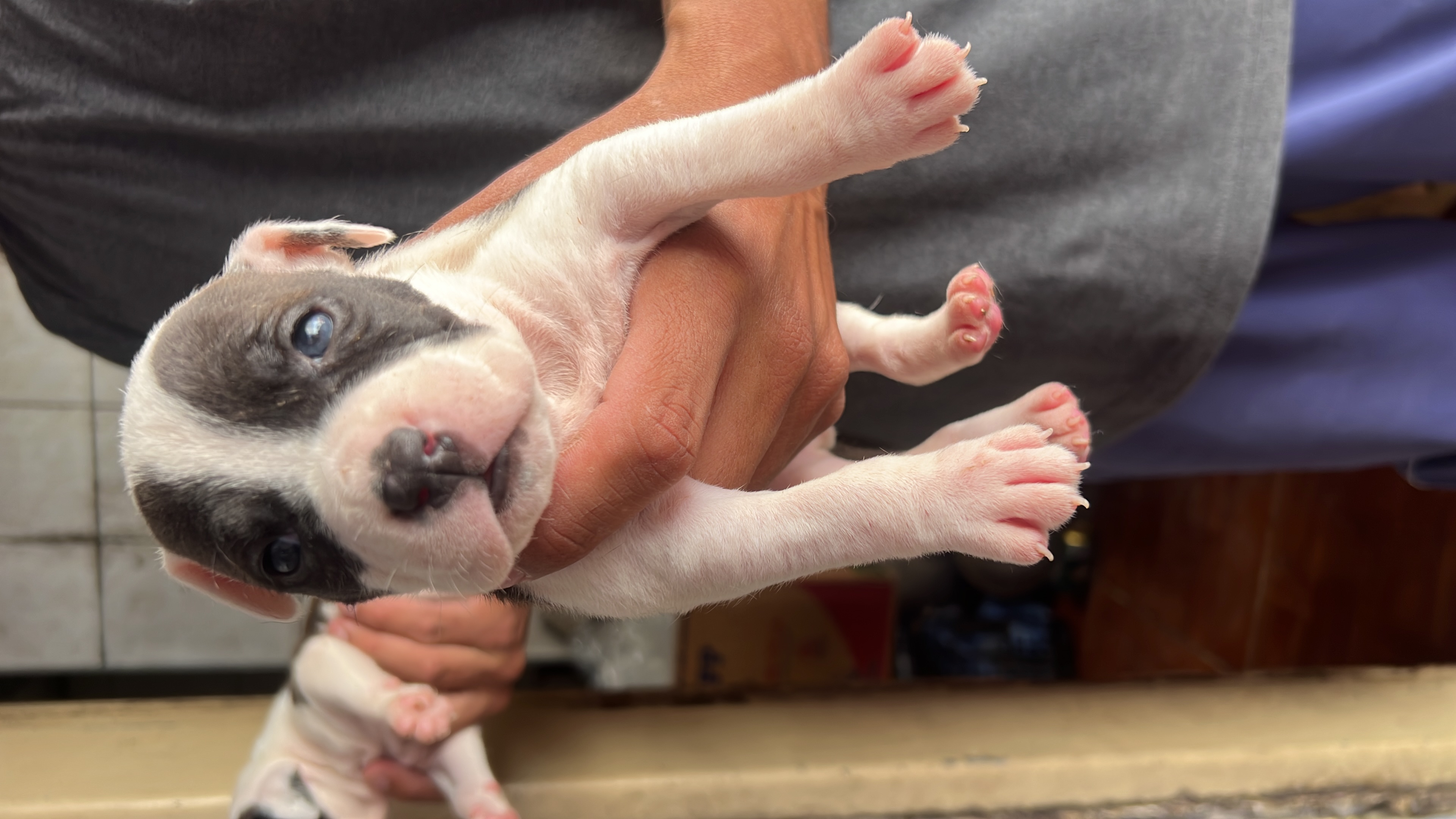 Portal Vendocão Vende se filhote de pit bull  Diadema 