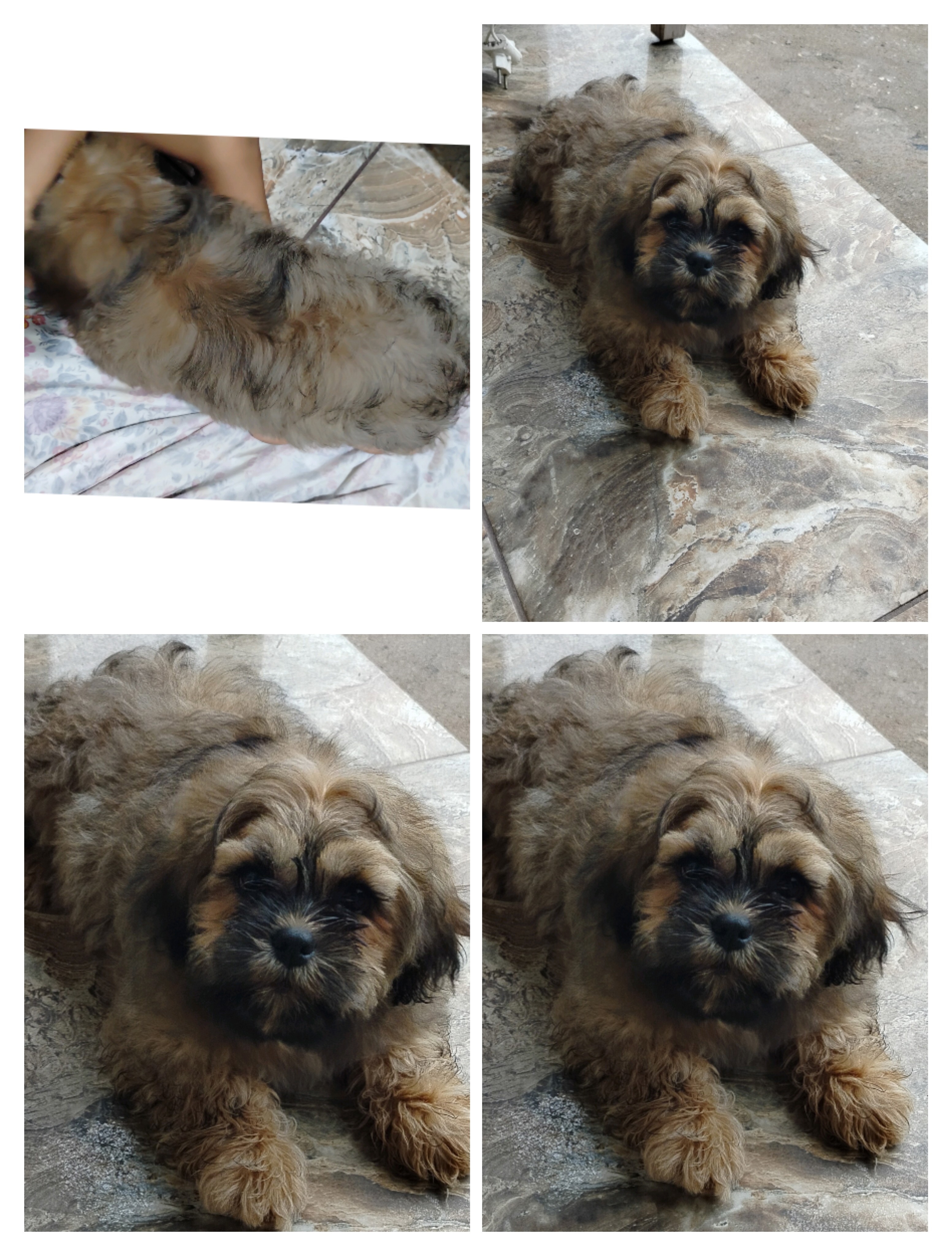 Portal Vendocão Shih tzu Betim