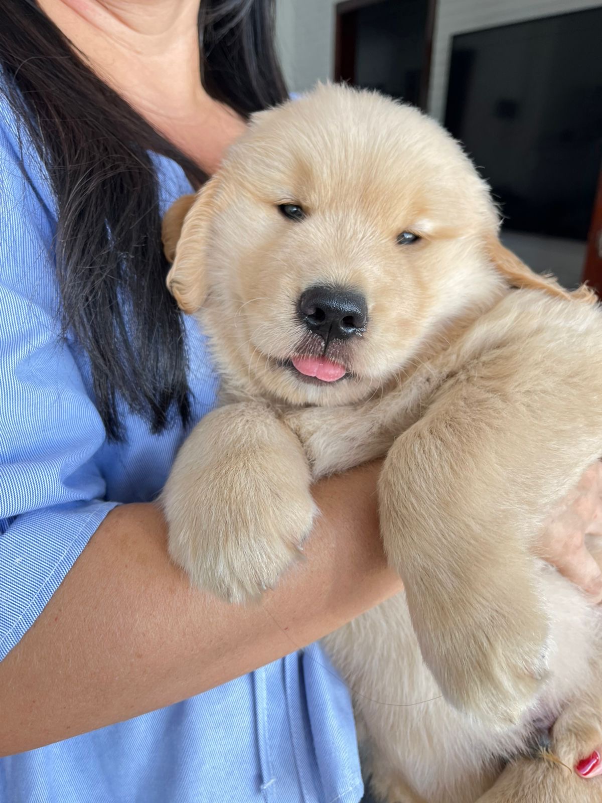 Portal Vendocão Filhote de golden retriever macho disponível vacinado e vermífugado 💛 Maracanaú