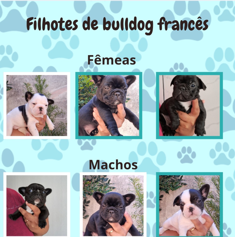Filhotes de Bulldog francês  - Foto 4
