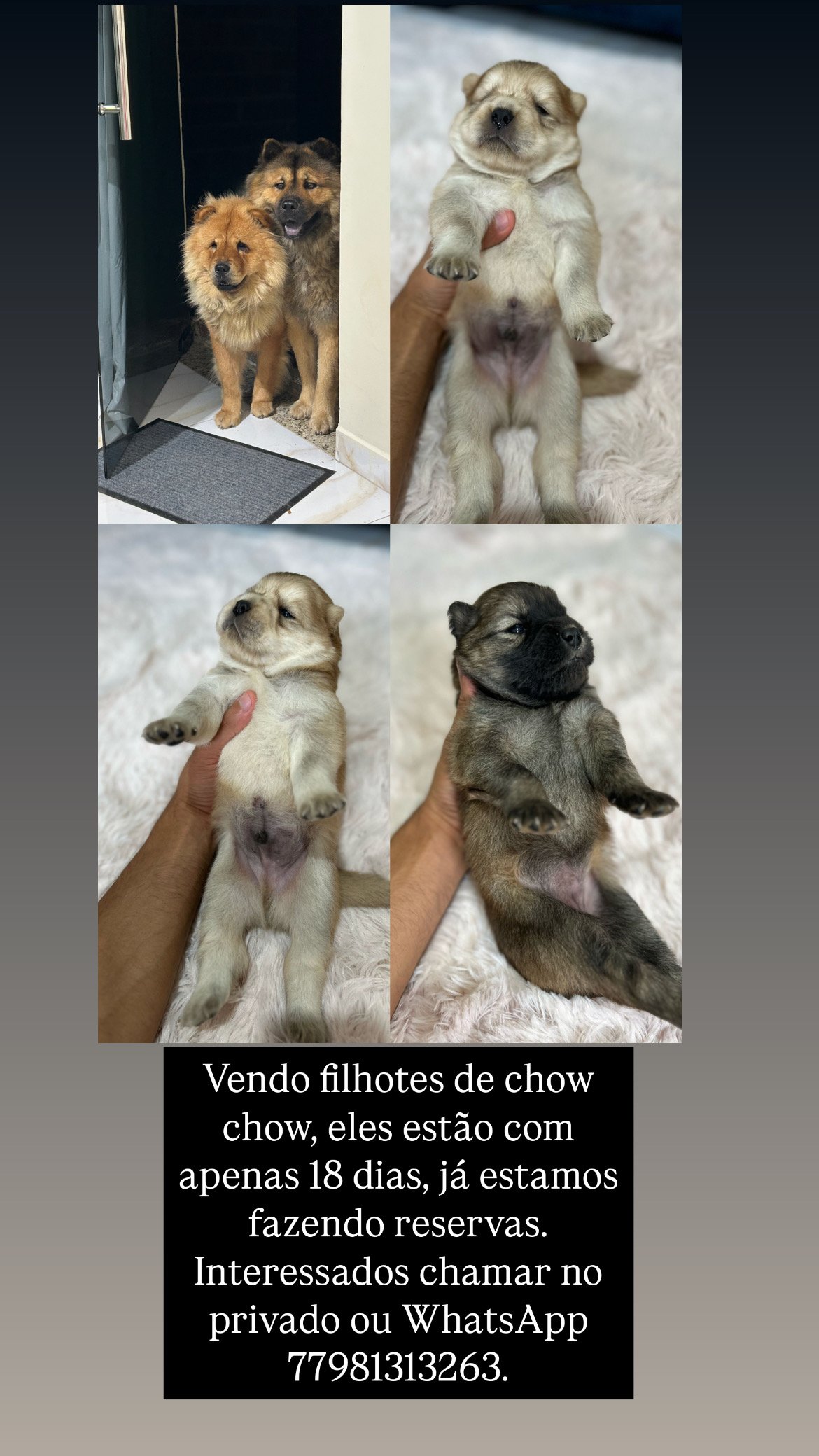 Vendo filhotes de chow chow  - Foto 2