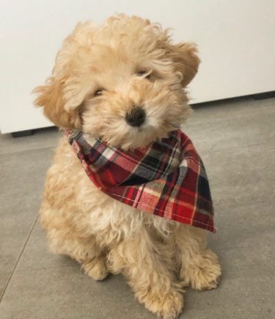 Portal Vendocão Poodle lindos  São José do rio preto 
