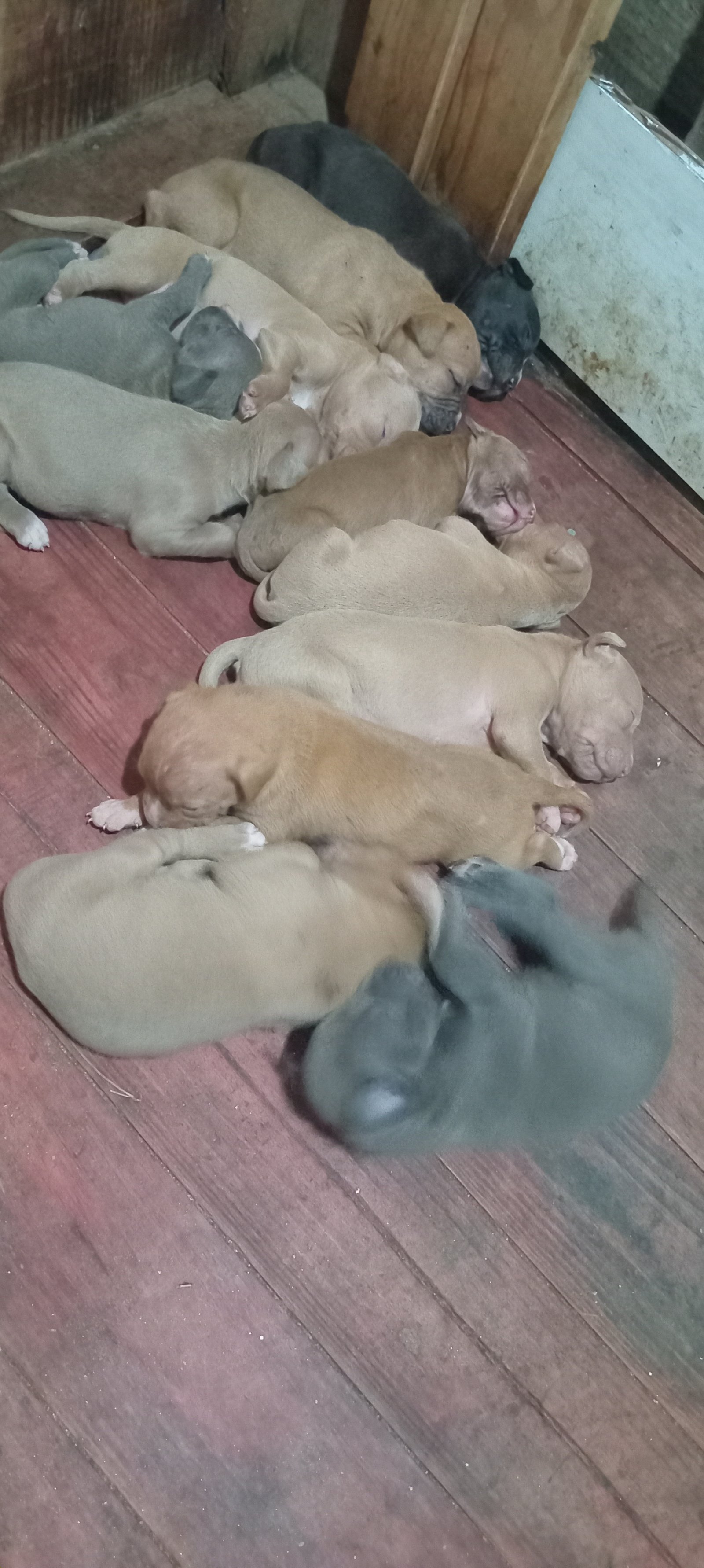 Filhotes de pitibul  - Foto 1