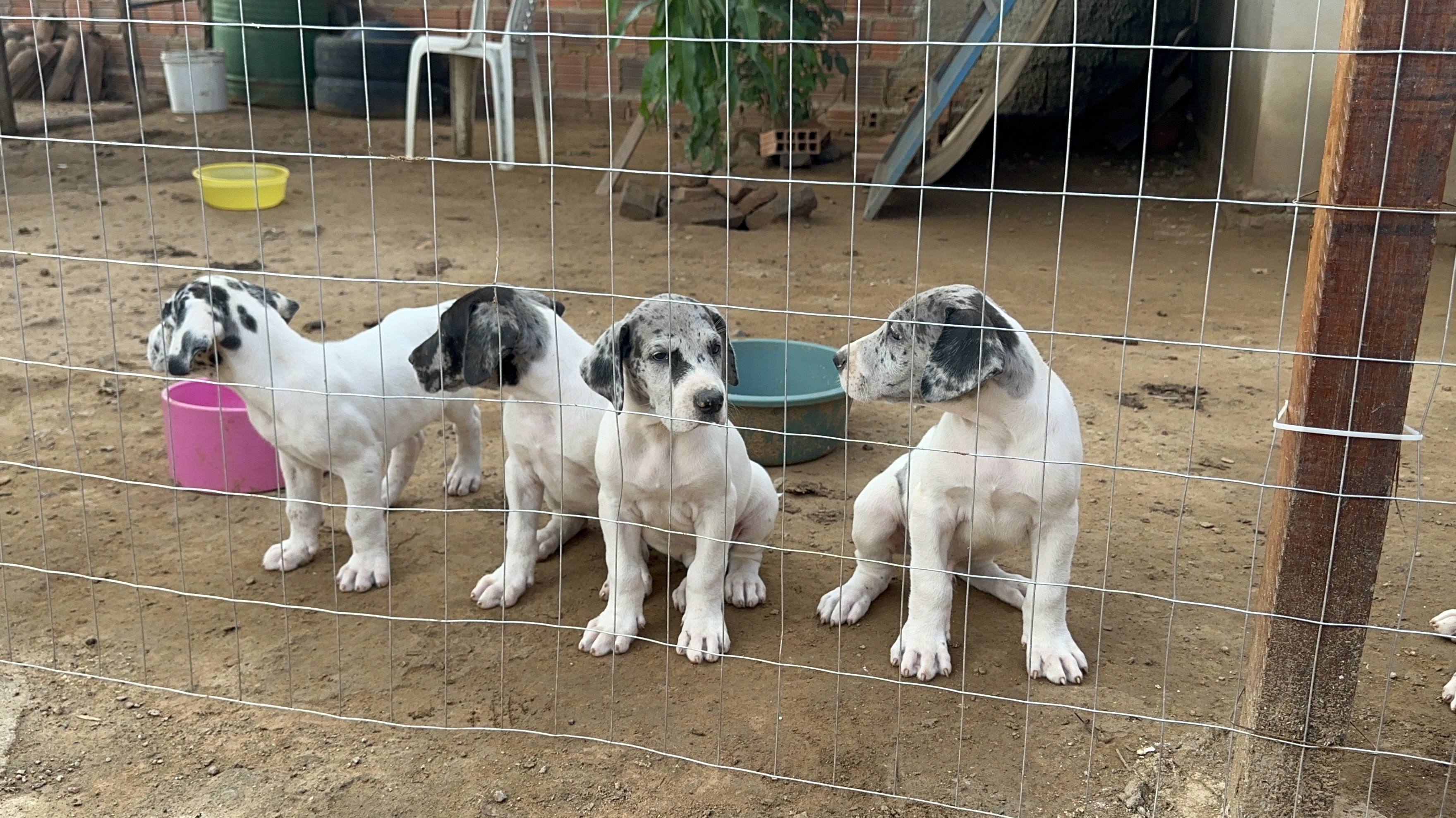 Portal Vendocão Filhotes de Dogue Alemão Disponíveis  Bodocó 