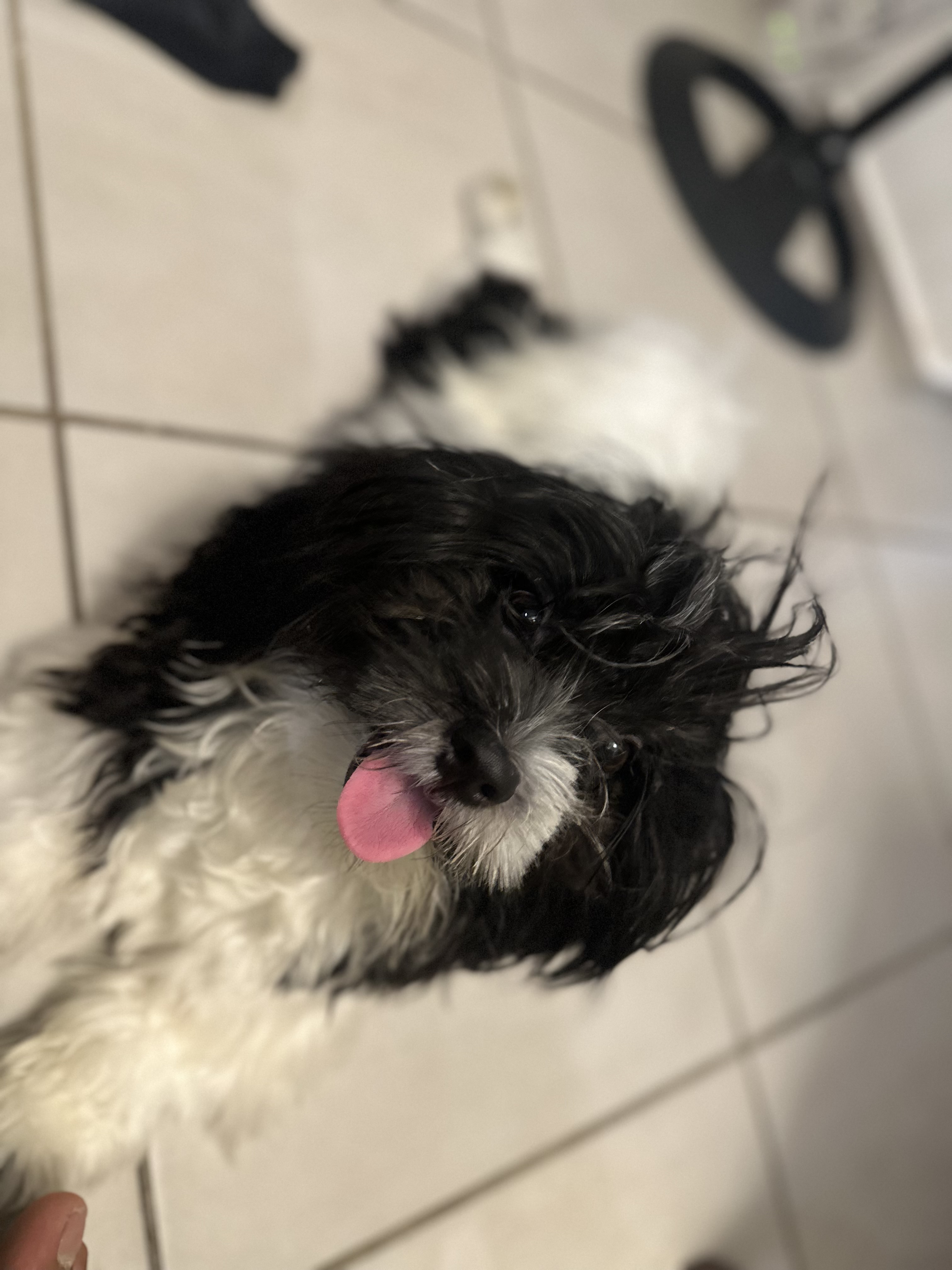Shih tzu filhote macho - Foto 1