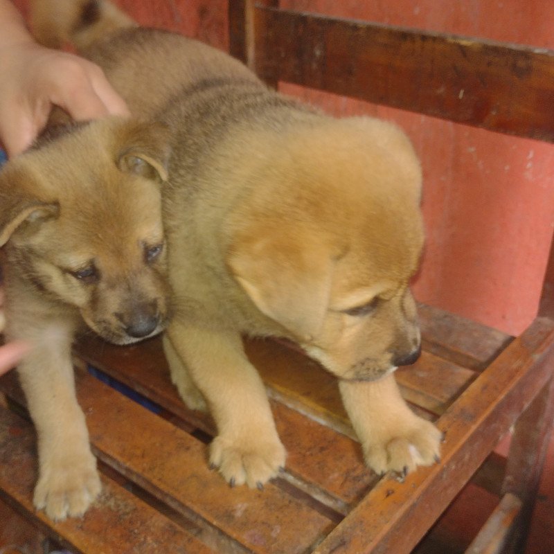 Lindos filhotes de Chow Chow - Foto 1