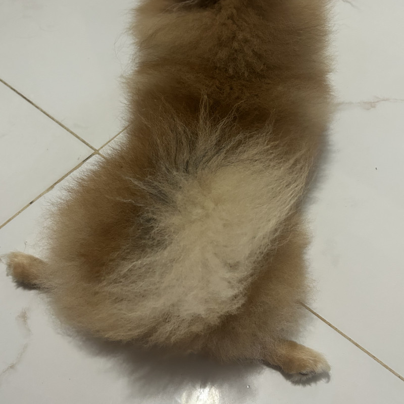 Spitz Alemão Macho – 2 anos  Disponibilizo Spitz Alemão macho, chamado Apolo, com 2 anos de idade.  O Apolo é um cão muito bonito, dócil, inteligente e companheiro. É uma raça conhecida por ser carinhosa, alerta e excelente para conviver com a família.  Informações:  * Raça: Spitz Alemão * Nome: Apo - Foto 4