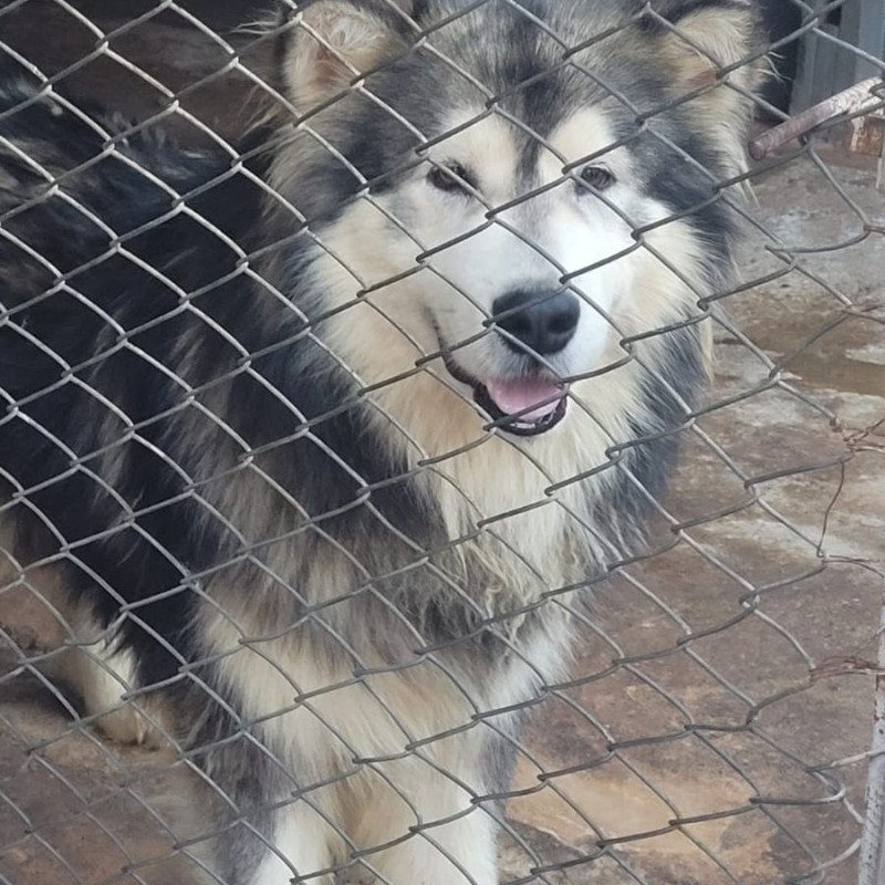 Lindos filhotes de malamute do Alaska - Foto 2