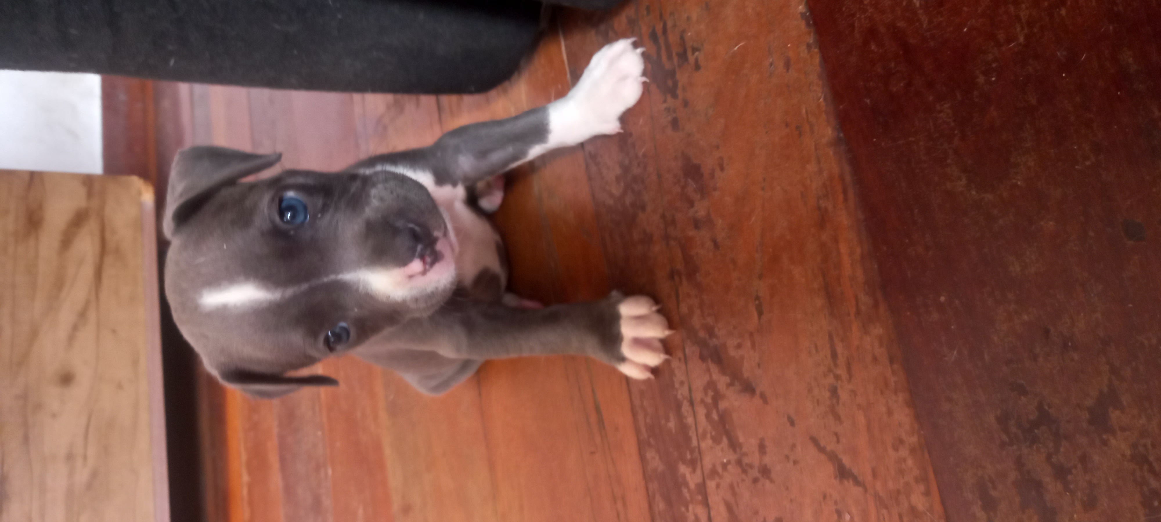 VENDO FILHOTES AMERICAN BULLY (TODOS MACHO/OLHO AZUL)