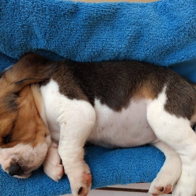 Lindos Filhotes de Beagle
