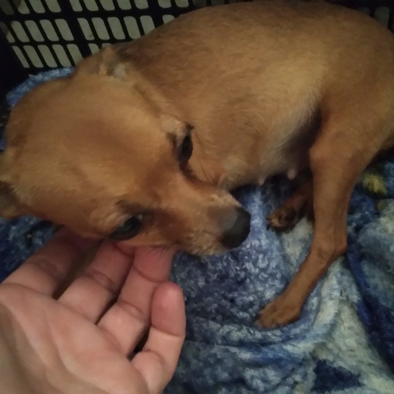 Fêmea de Pinscher - Foto 4