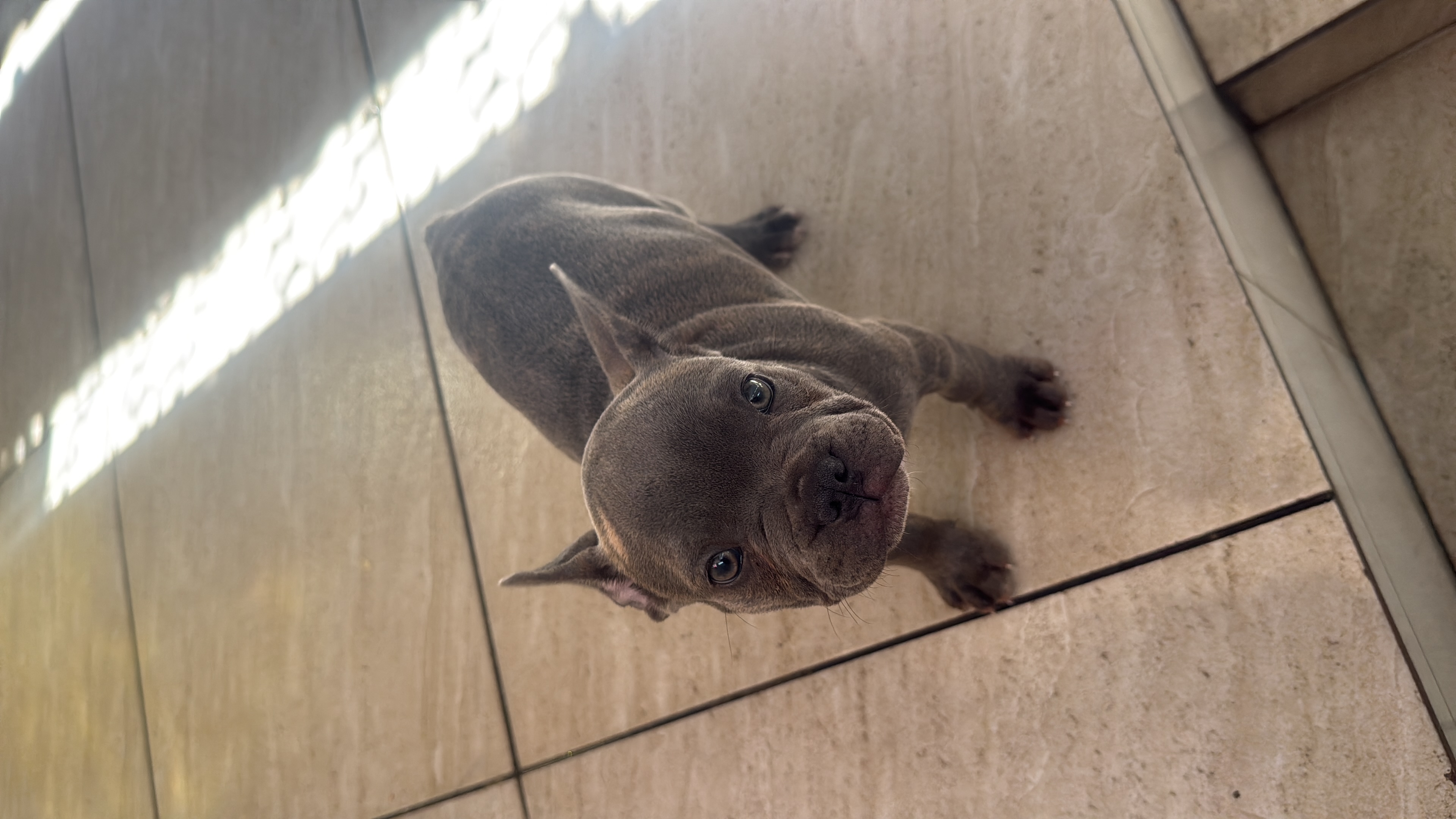 Buldogue francês  - Foto 1