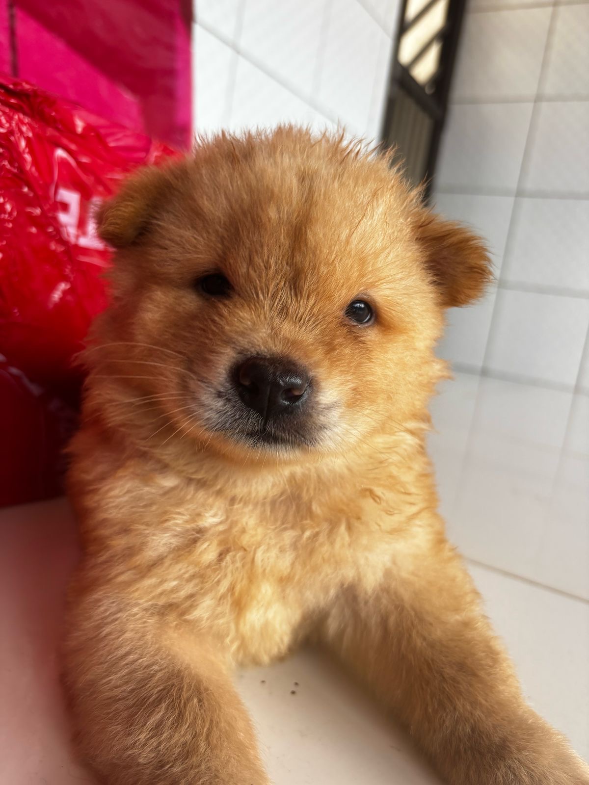 Portal Vendocão Vendo filhotes de Chowchow puro São luis