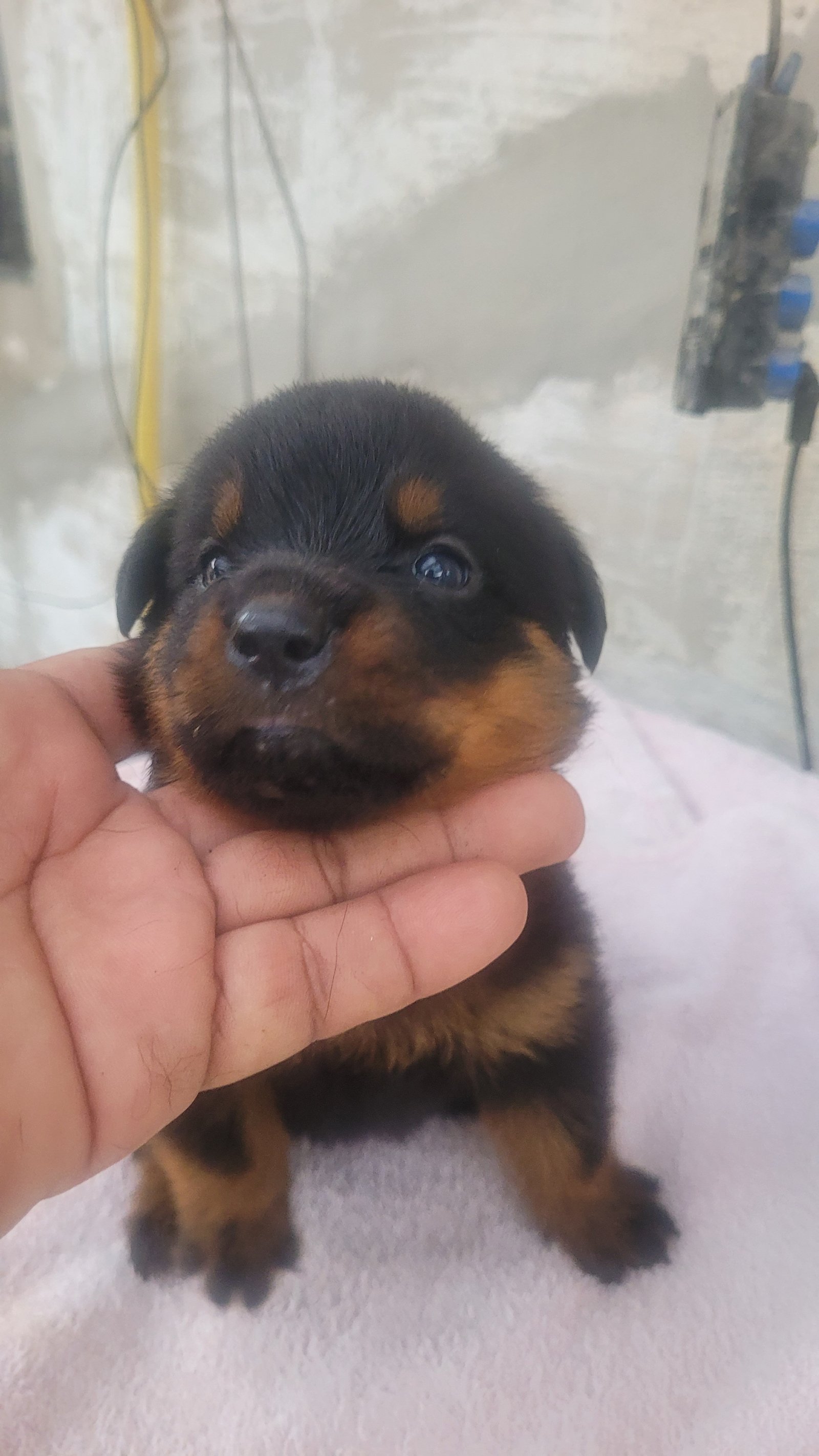 Vendo filhotes de Rottwailer  - Foto 1