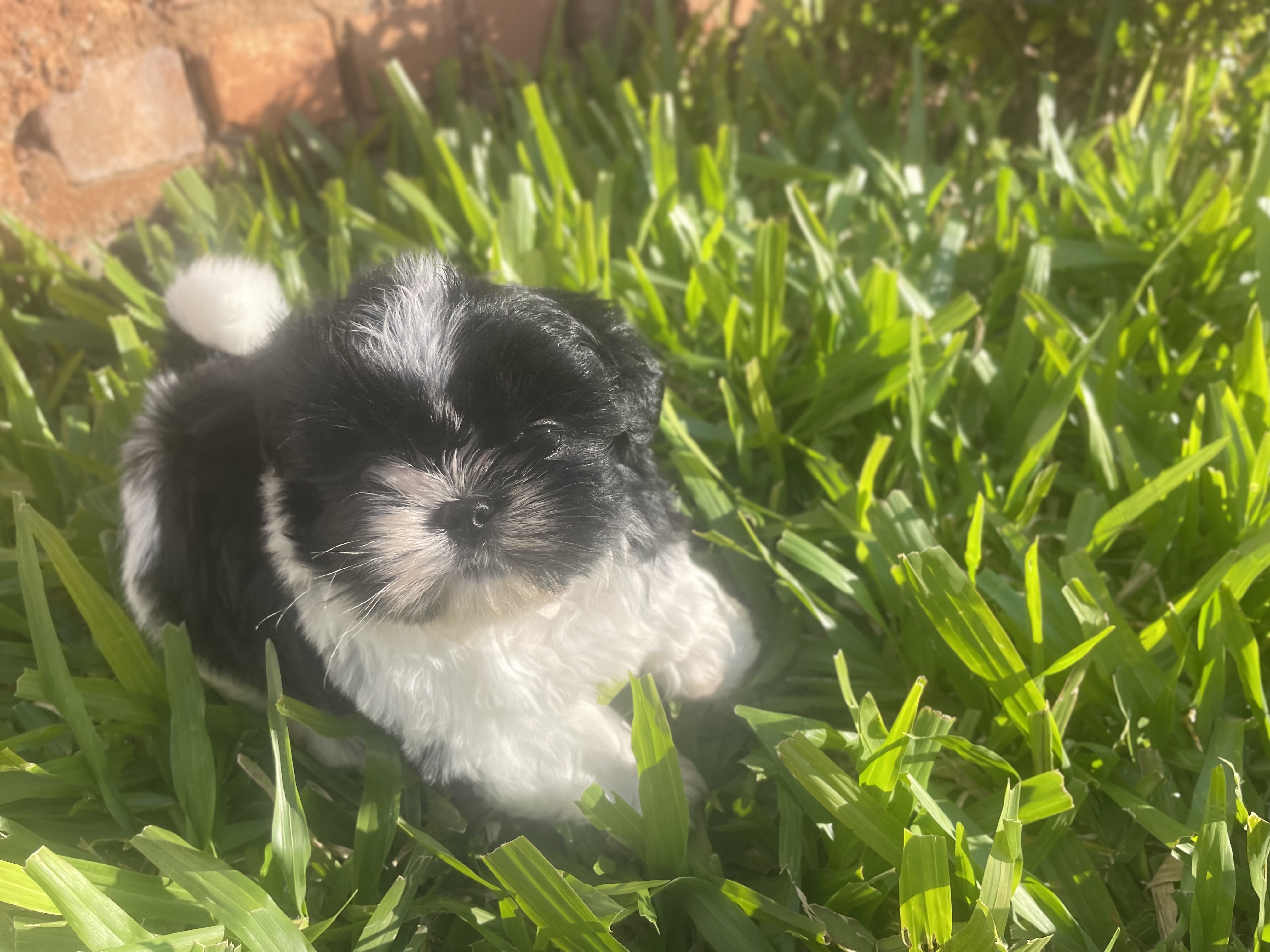 Filhote Shih tzu 