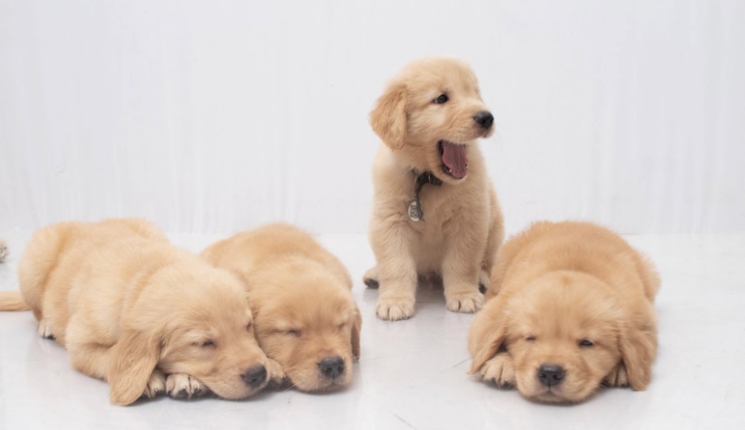 Portal Vendocão FILHOTE GOLDEN RETRIEVER  Recreio dos bandeirantes 