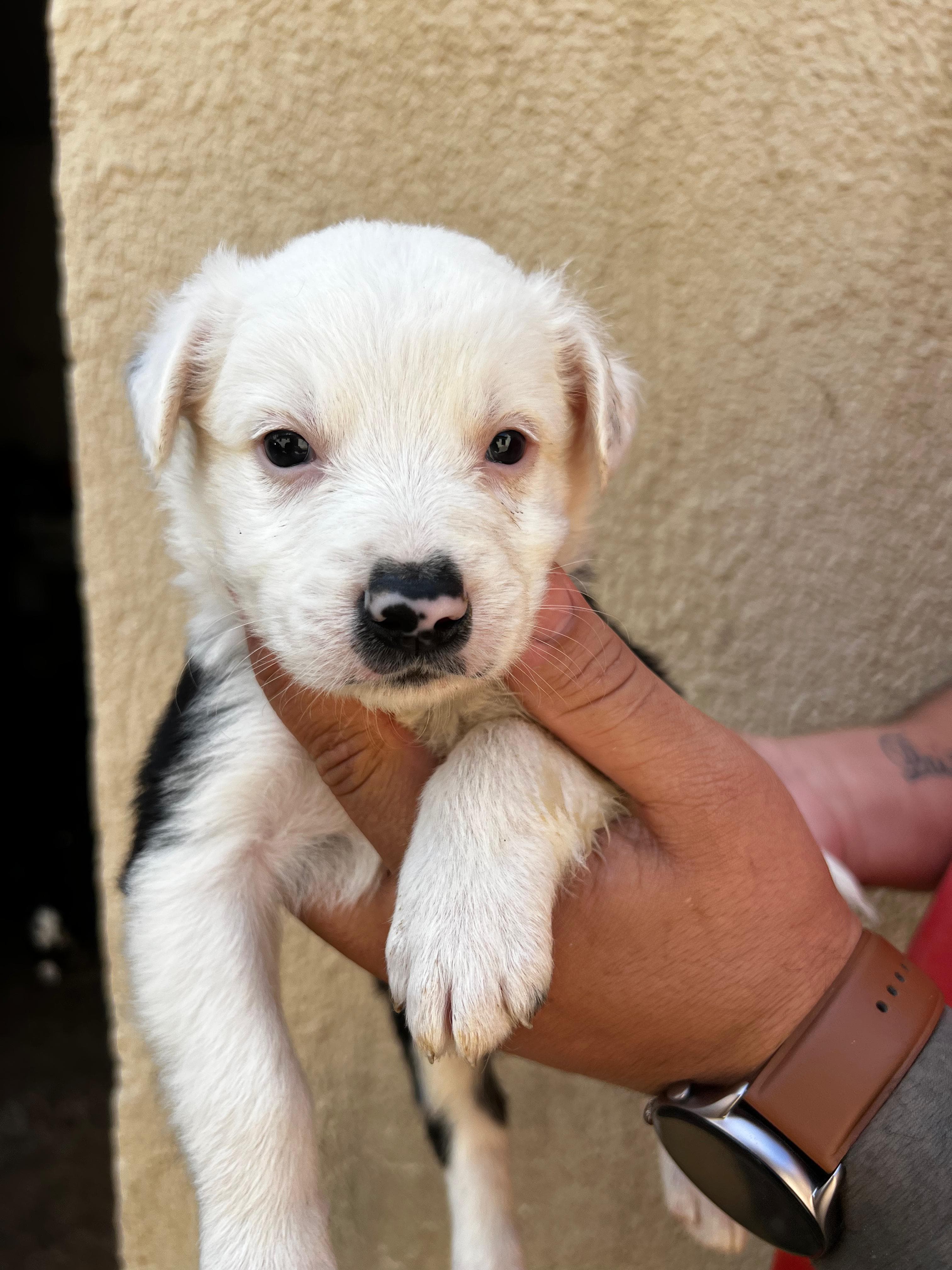 Portal Vendocão Filhote de Border Collie Goiânia