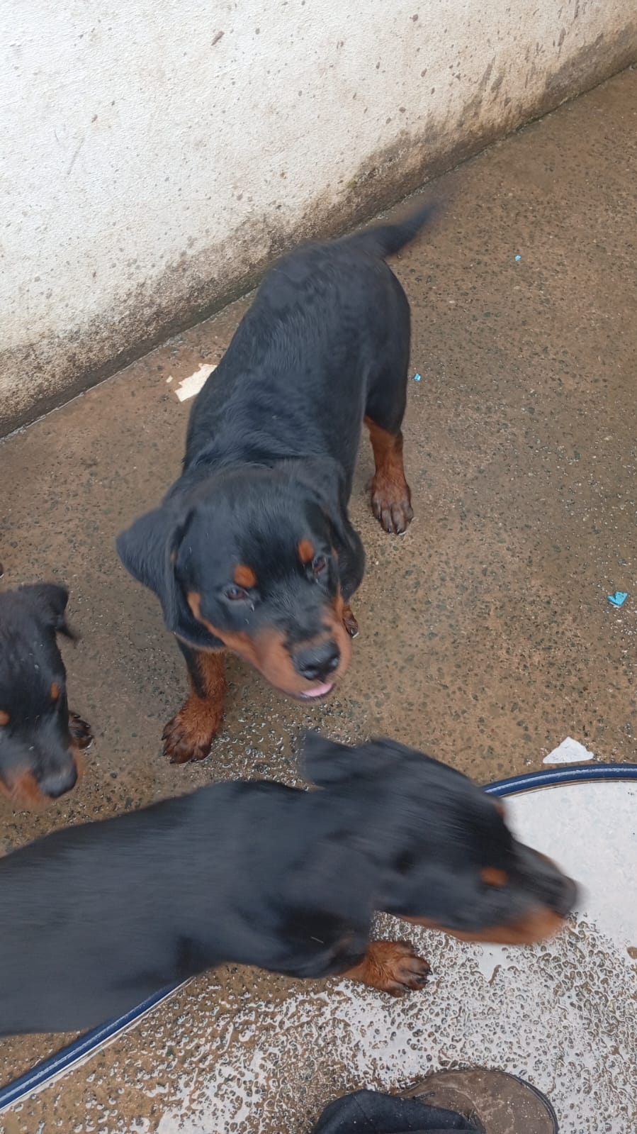 Portal Vendocão Rottweiler  São Luís 