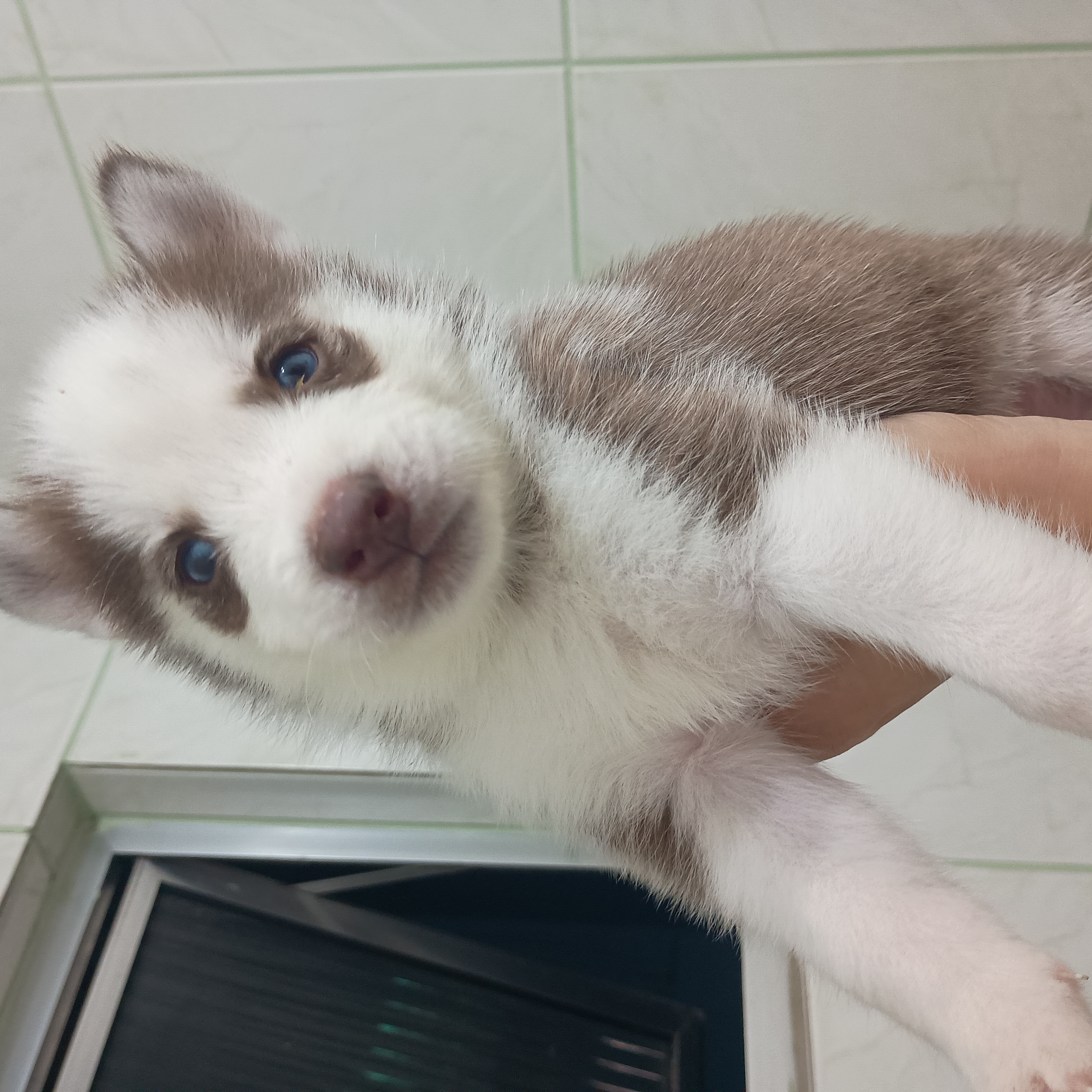 Portal Vendocão Vendo filhotes de husky siberiano  Porto Alegre
