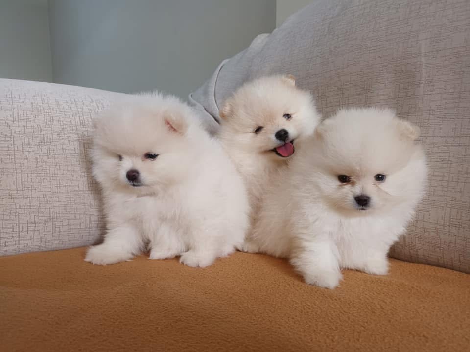 Vendo lindos filhotes de Lulu da pomerania - Foto 1