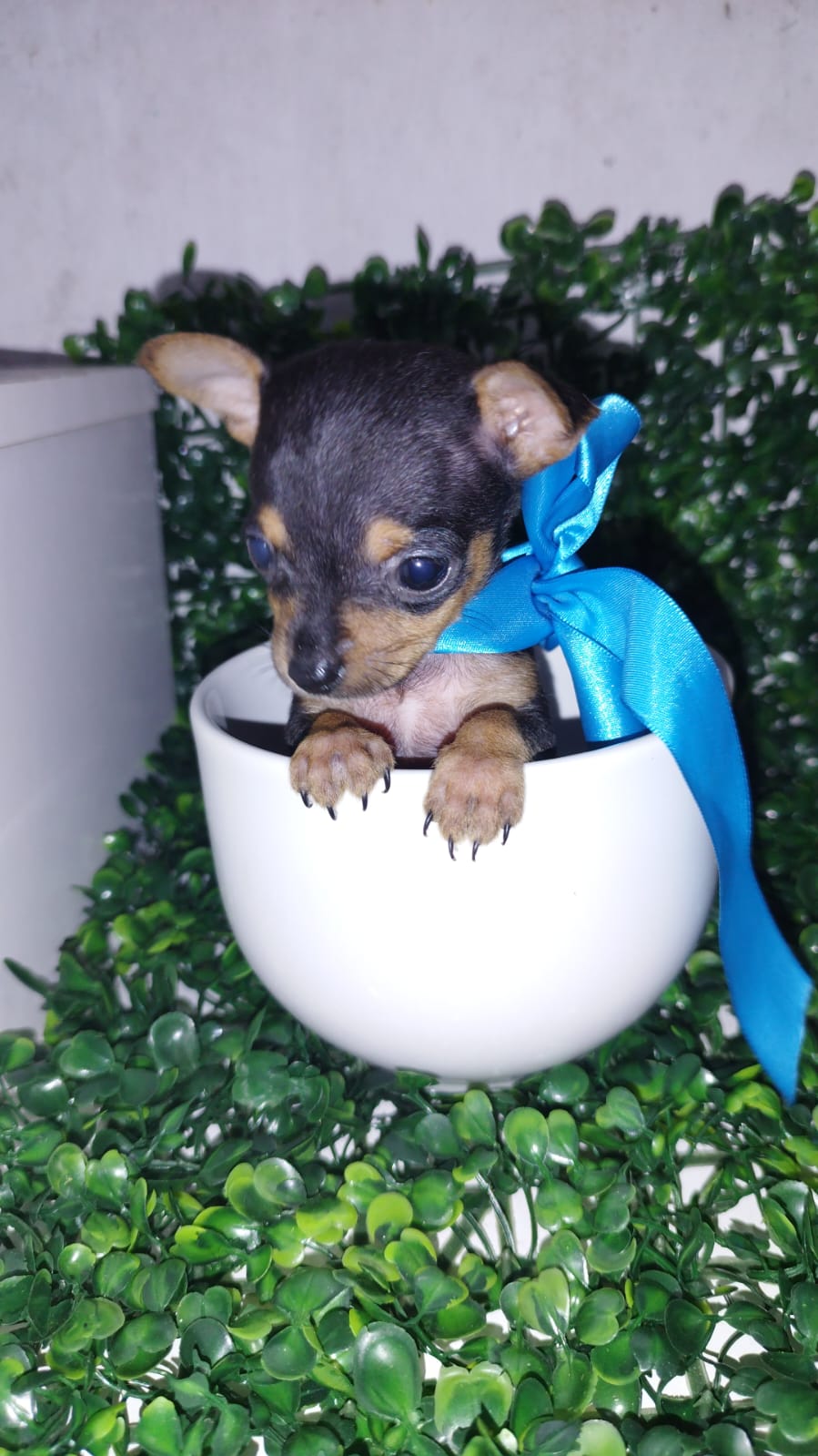 Portal Vendocão Filhotes de pinscher  Maceió 