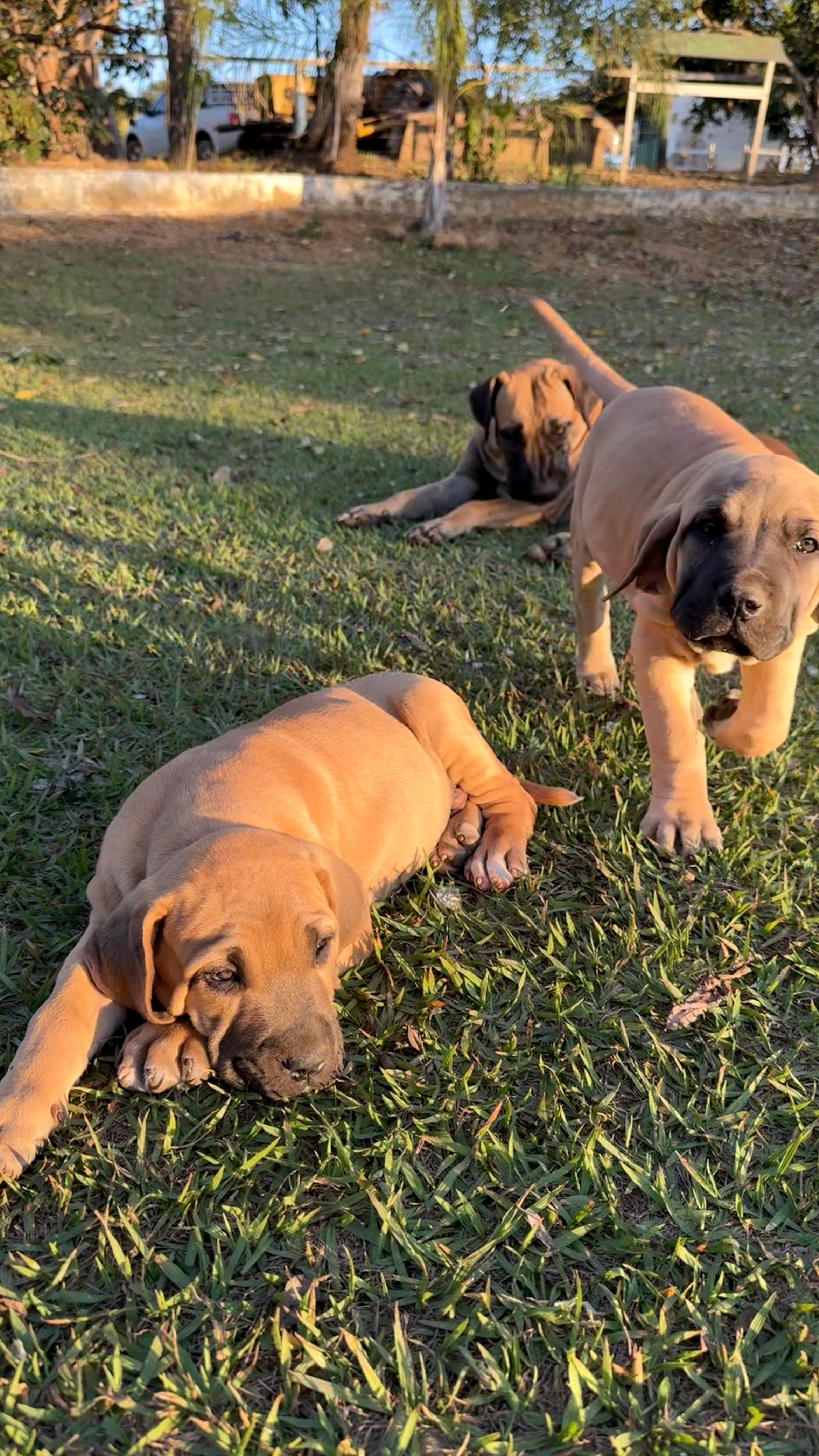 Portal Vendocão Filhotes de fila brasileiro Brasília 