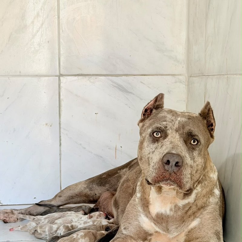 Pitbull - Foto 2