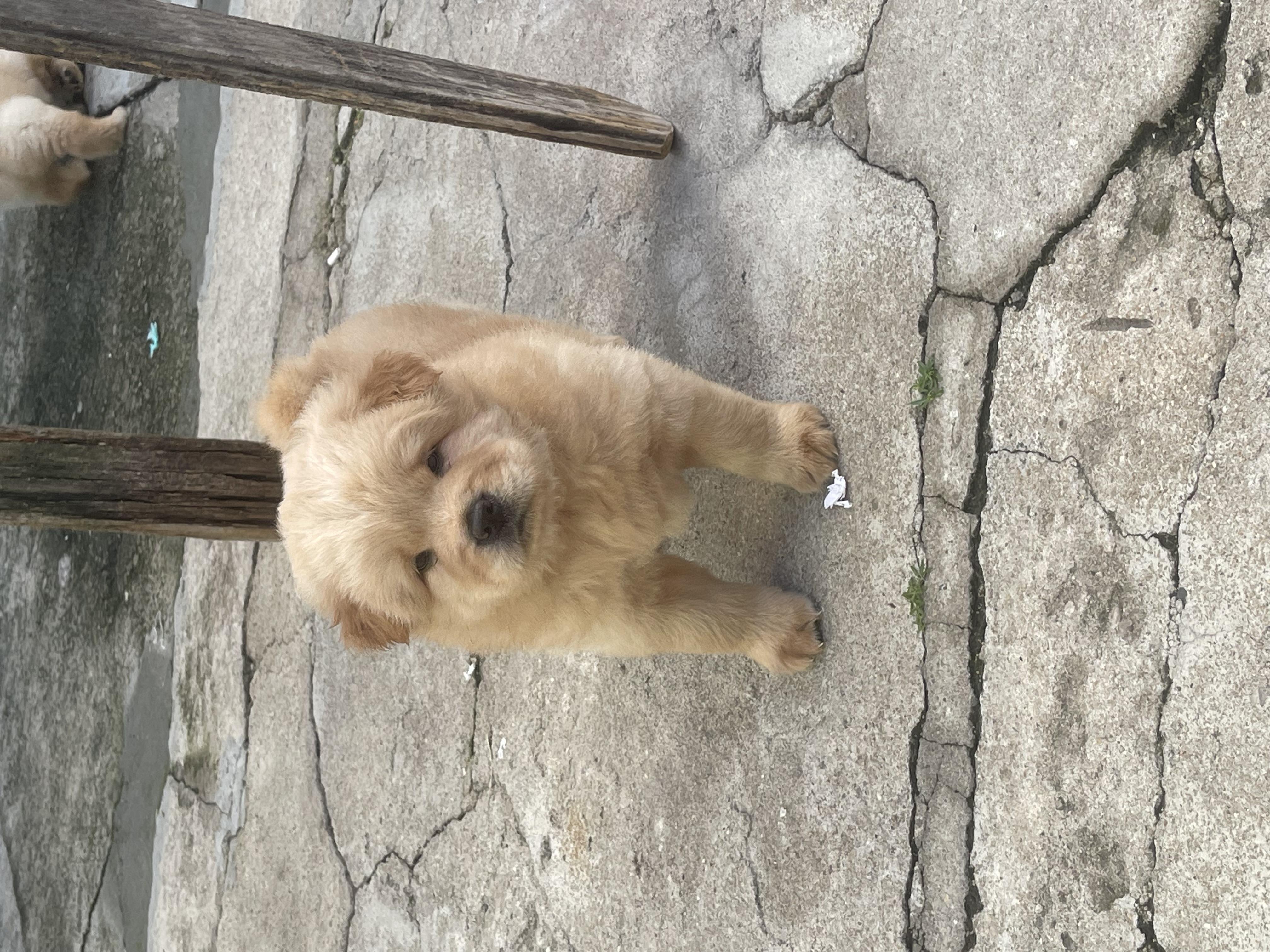Chow chow  - Foto 2
