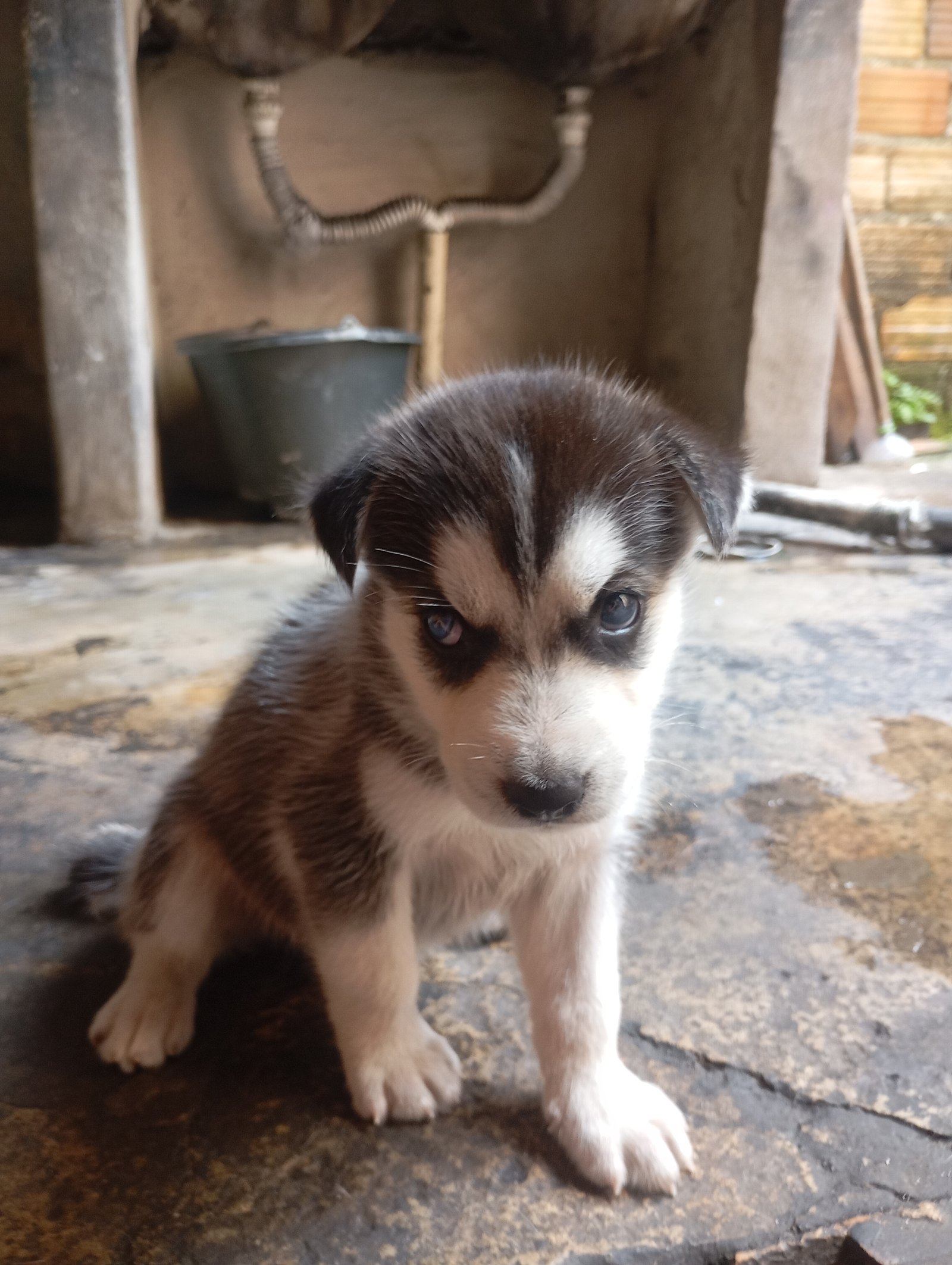 Vendo filhote macho de Husky siberiano  - Foto 3