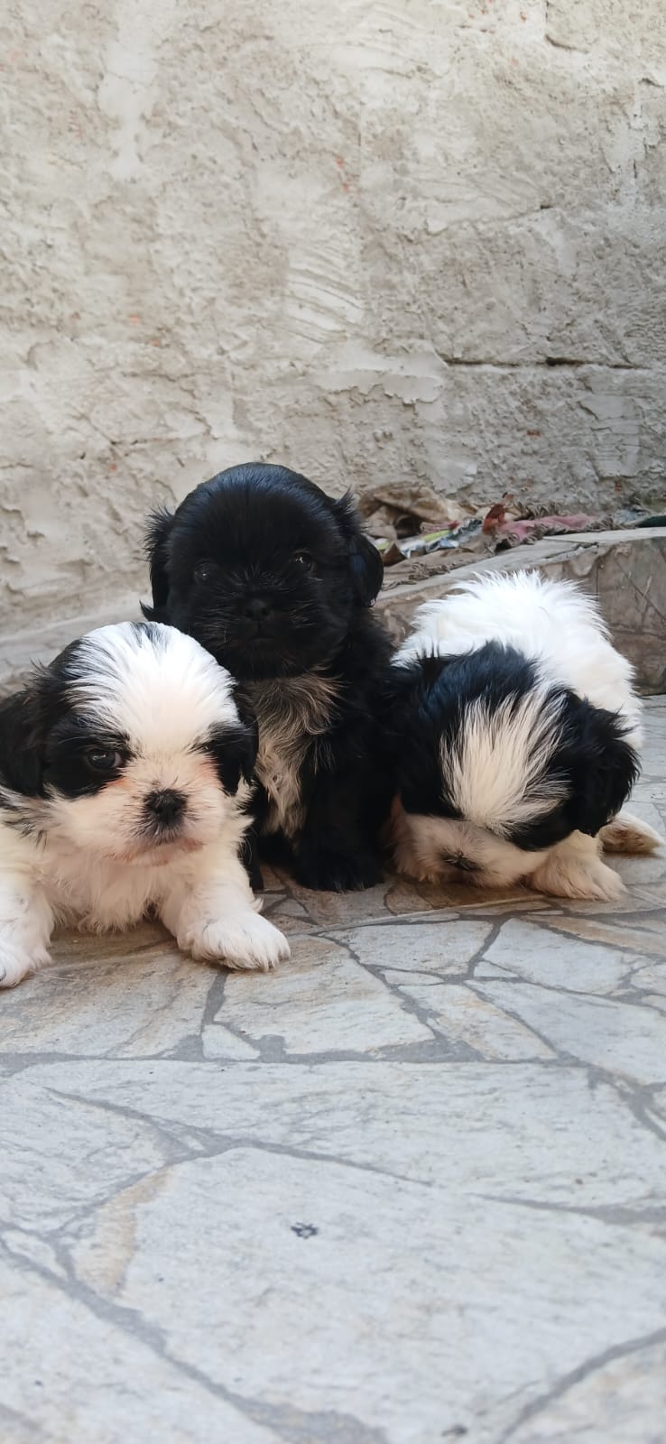 Filhotes de Shii-tzu  - Foto 2