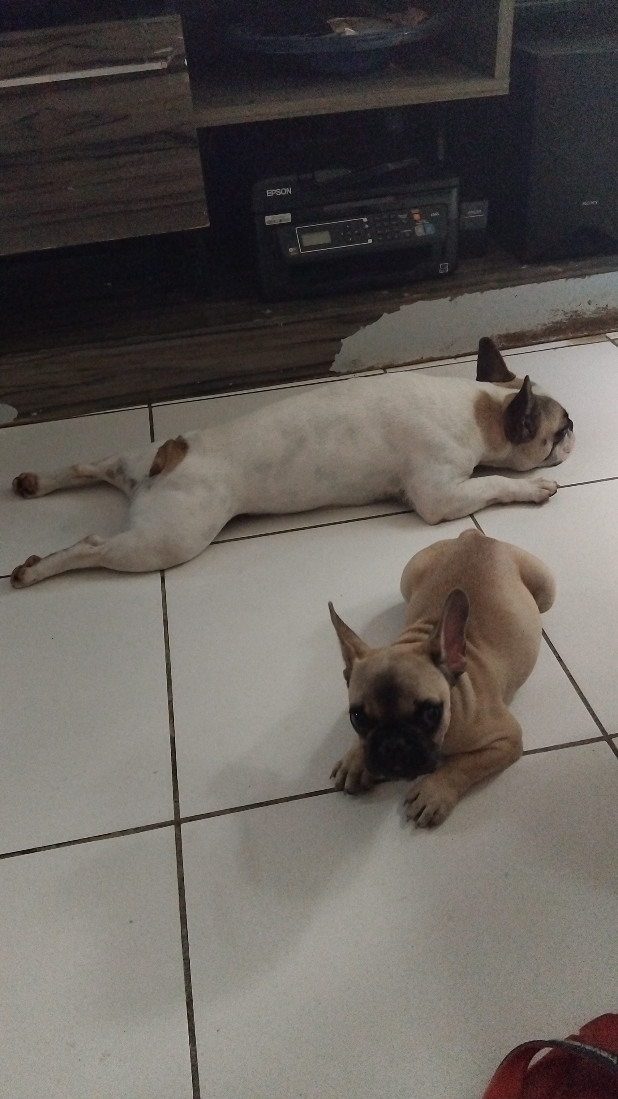 Buldogue Francês  - Foto 2