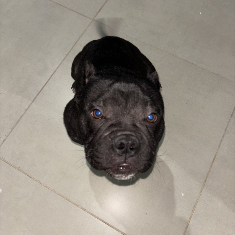 Filhote American bully pocket black - Foto 2