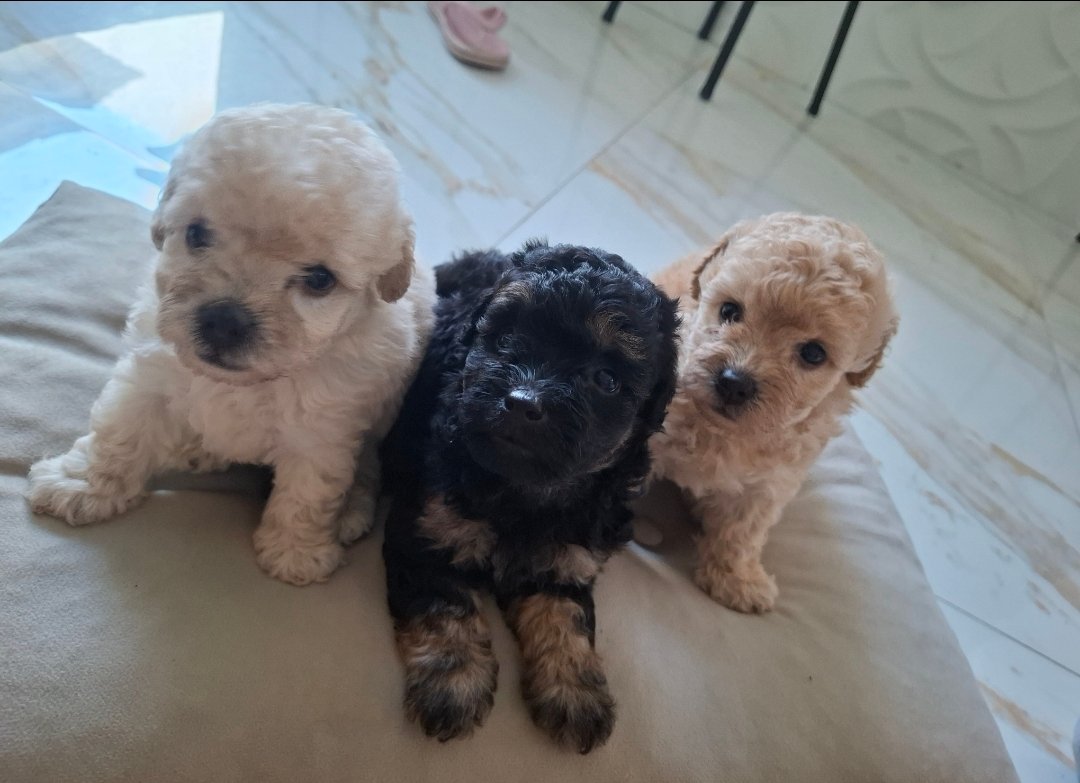Lindos filhotes de poodle toy