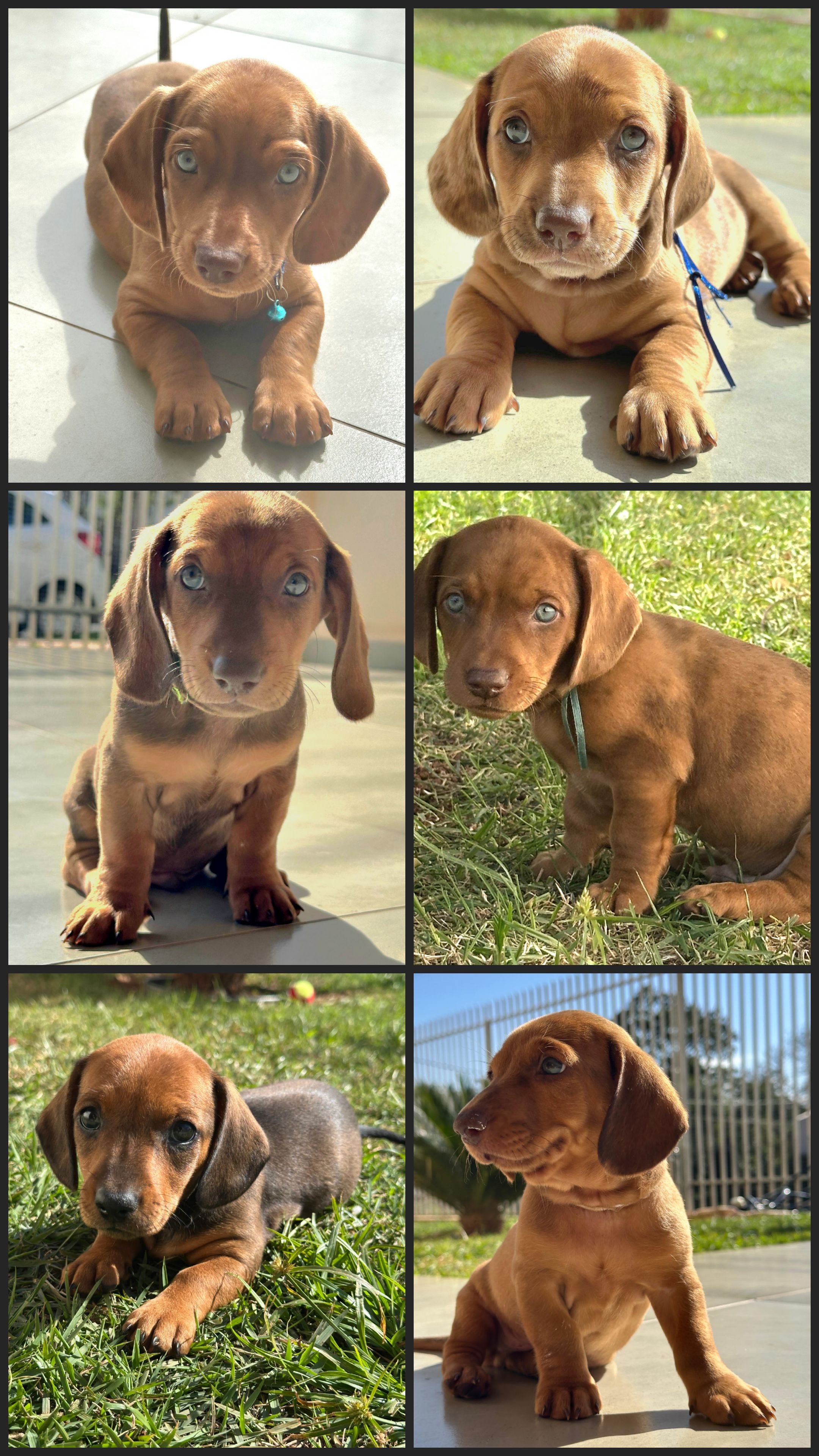 Vendo filhotes de Dachshund (sansicha) - Foto 3