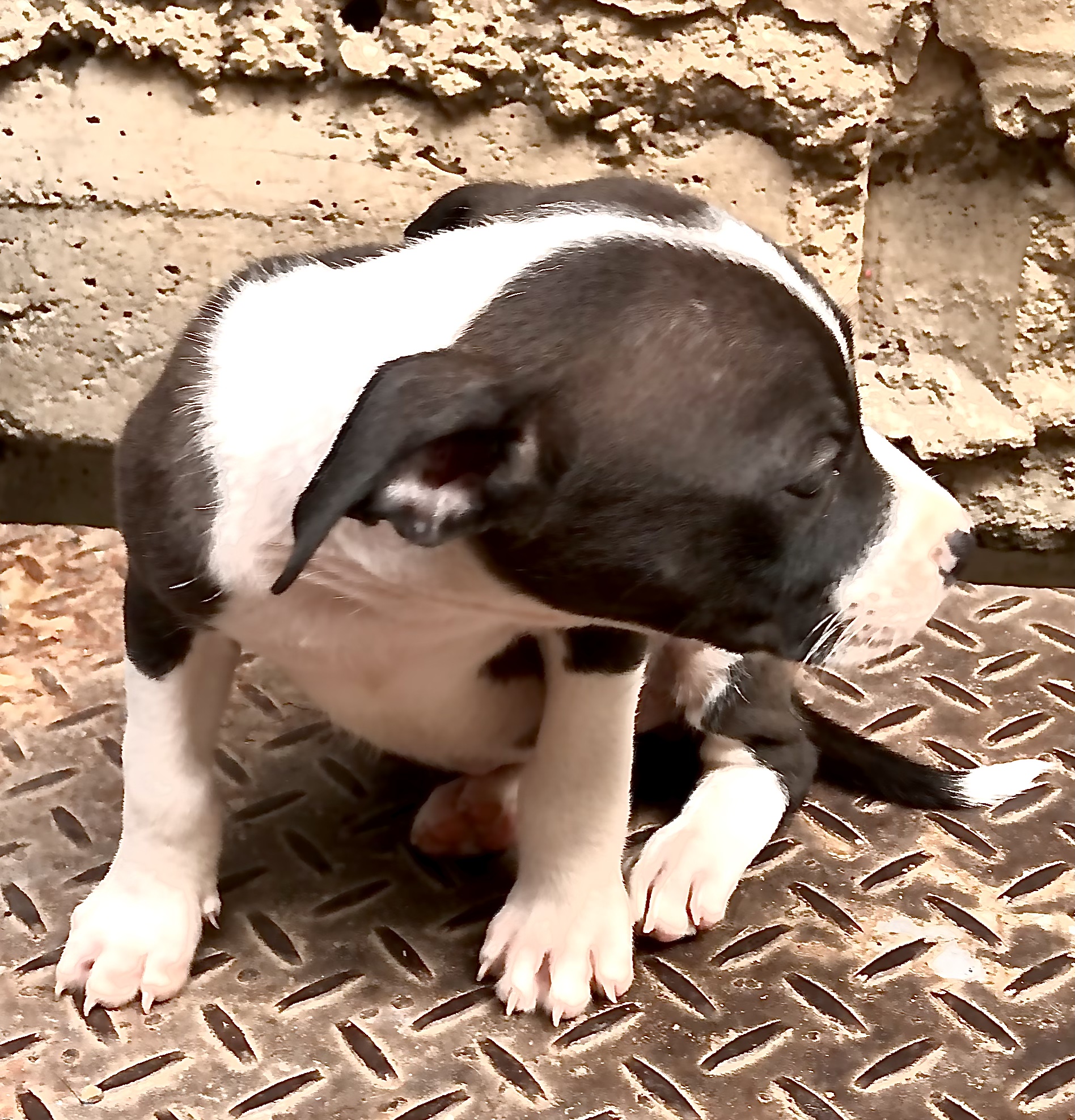 Portal Vendocão Pitbull filhote com 57 dias (11)983099121  São Paulo