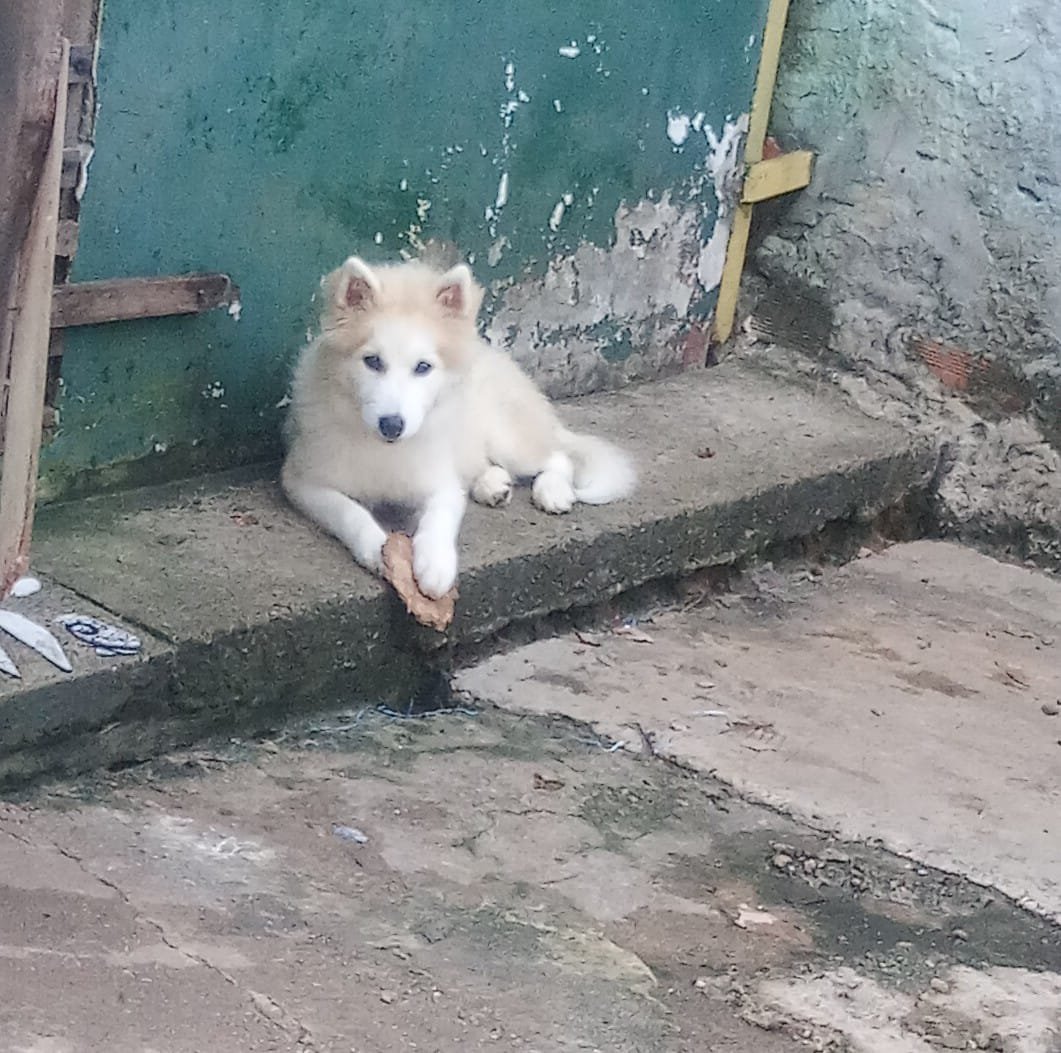 husky siberiano fêmea  - Foto 1