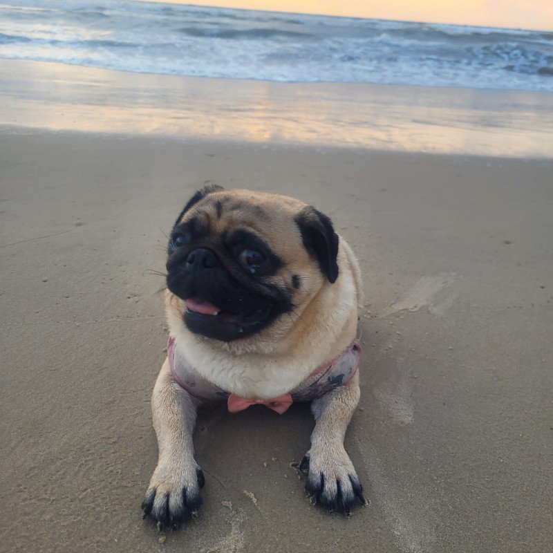 FÊMEA DE PUG 4 ANOS