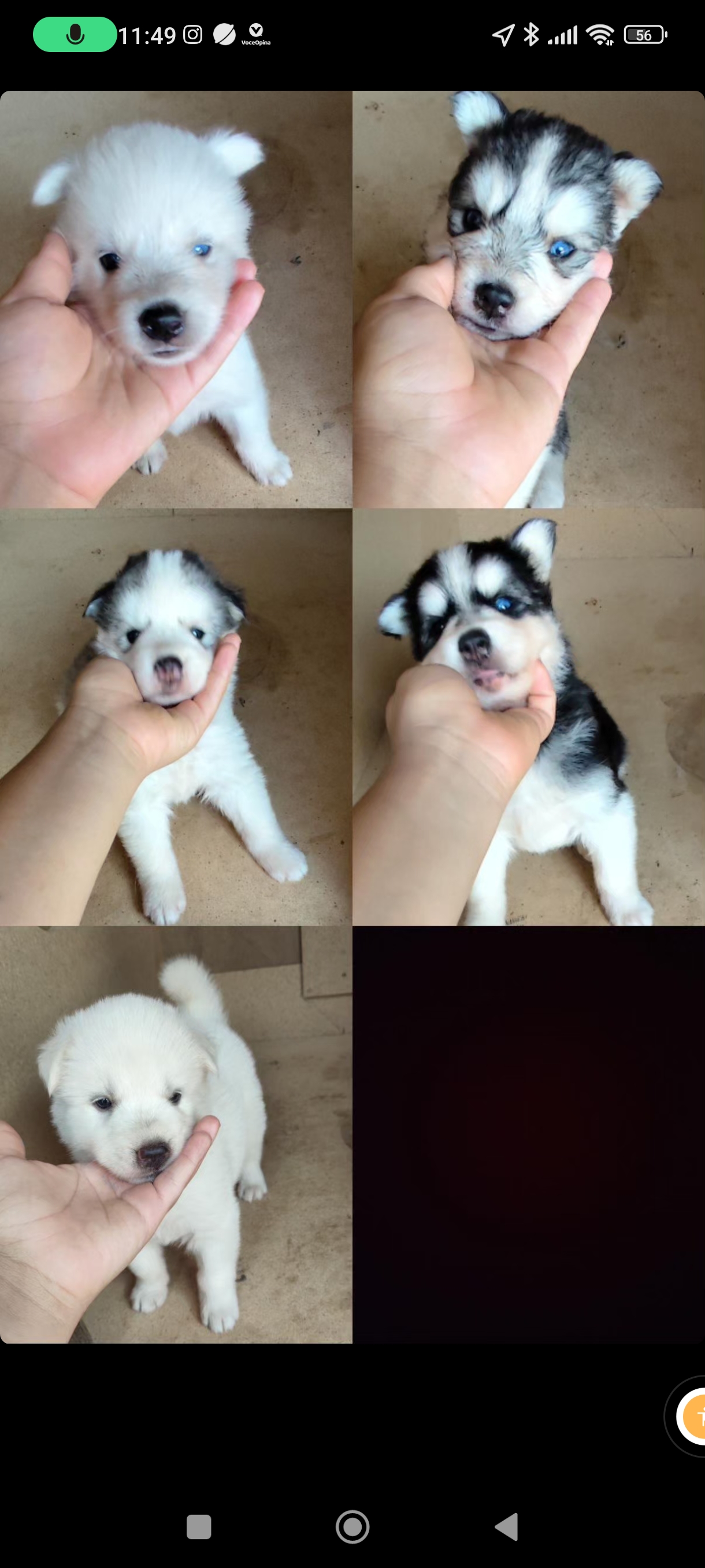 Portal Vendocão Vendo filhotes de husky  Goiânia 