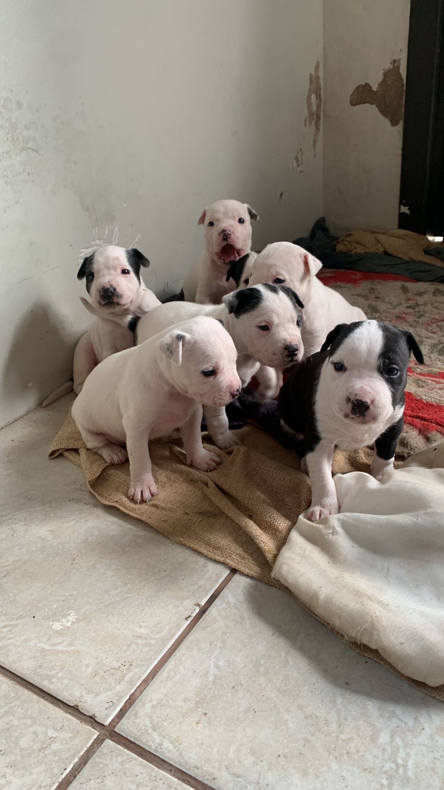 Portal Vendocão Filhotes de Pitbull  Três Cachoeiras 