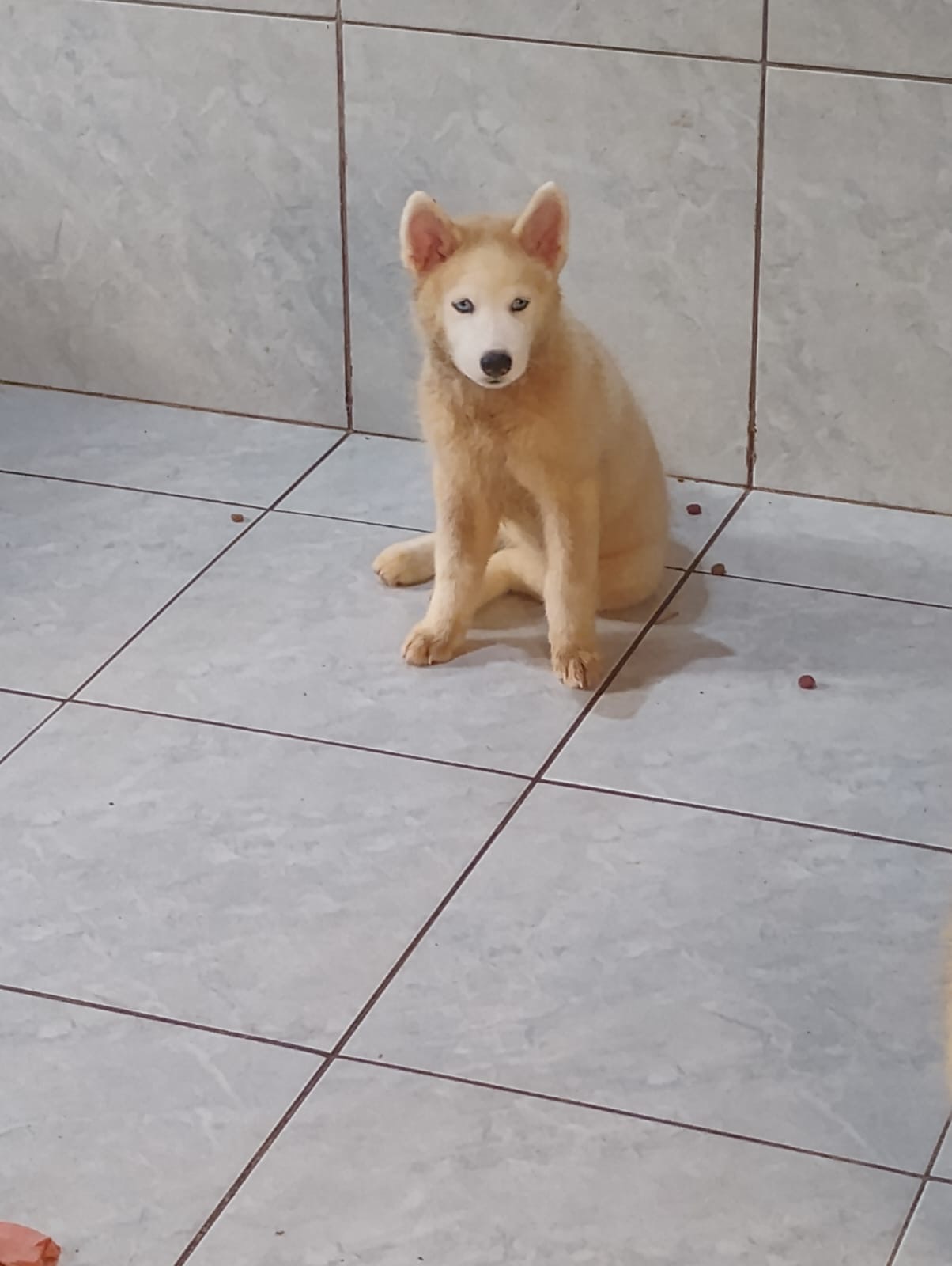 Husky Siberiano Fêmea – 4 Meses 🐾 Linda filhote de Husky Siberiano, com pelagem exuberante e olhos expressivos, cheia de energia e personalidade.  📌 Informações: 	•	Idade: 4 meses 	•	Sexo: Fêmea 	•	Saúde em dia, vacinada e vermifugada 	•	Muito ativa, dócil e sociável 	•	Ideal para famílias ativas ou - Foto 2