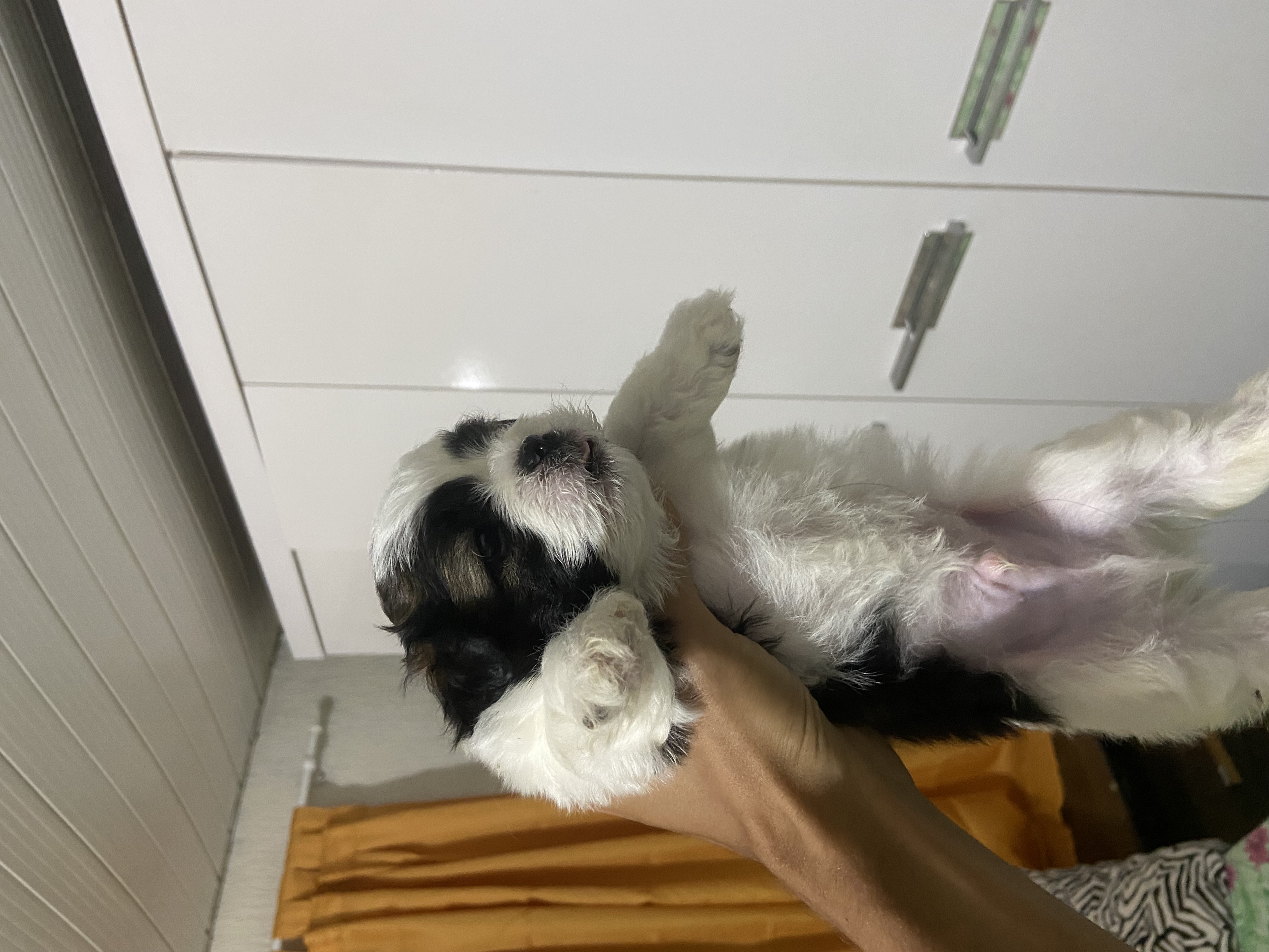 Portal Vendocão Vendo filhotes Varjão 