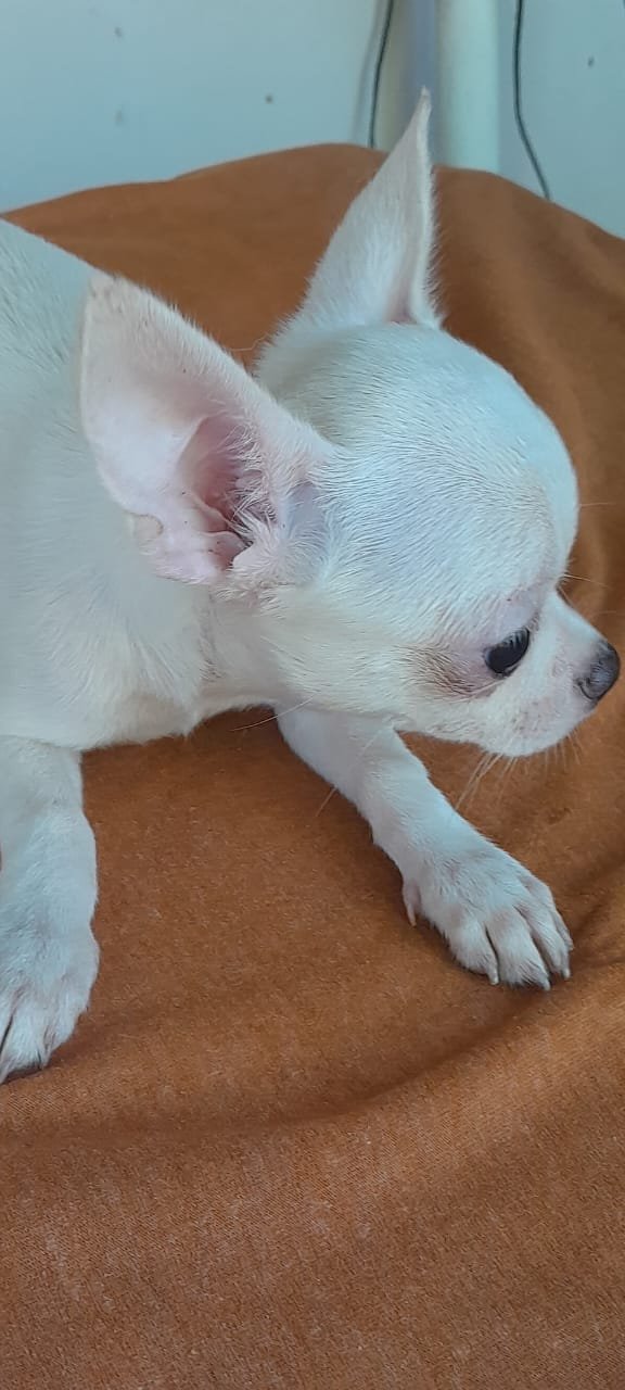 SOU OLIVER - CHIHUAHUA MACHO PELO CURTO COM PEDIGREE CBKC - LINHAGEM PURA - Foto 2