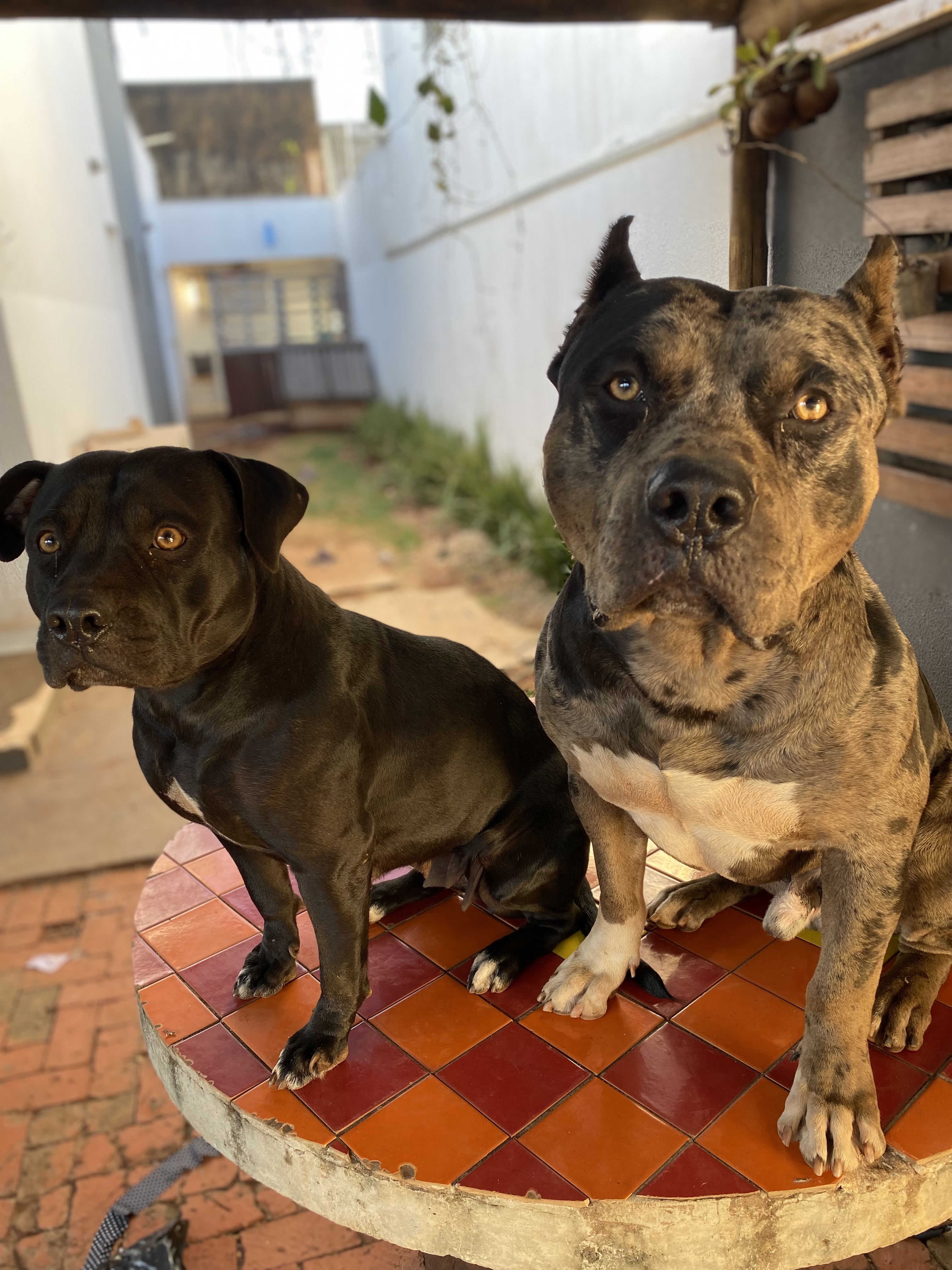 Portal Vendocão Filhote de Pit Monster Campo Grande