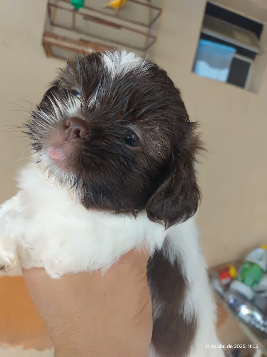 Portal Vendocão Vendo filhotes de Shihtzu Montes Claros