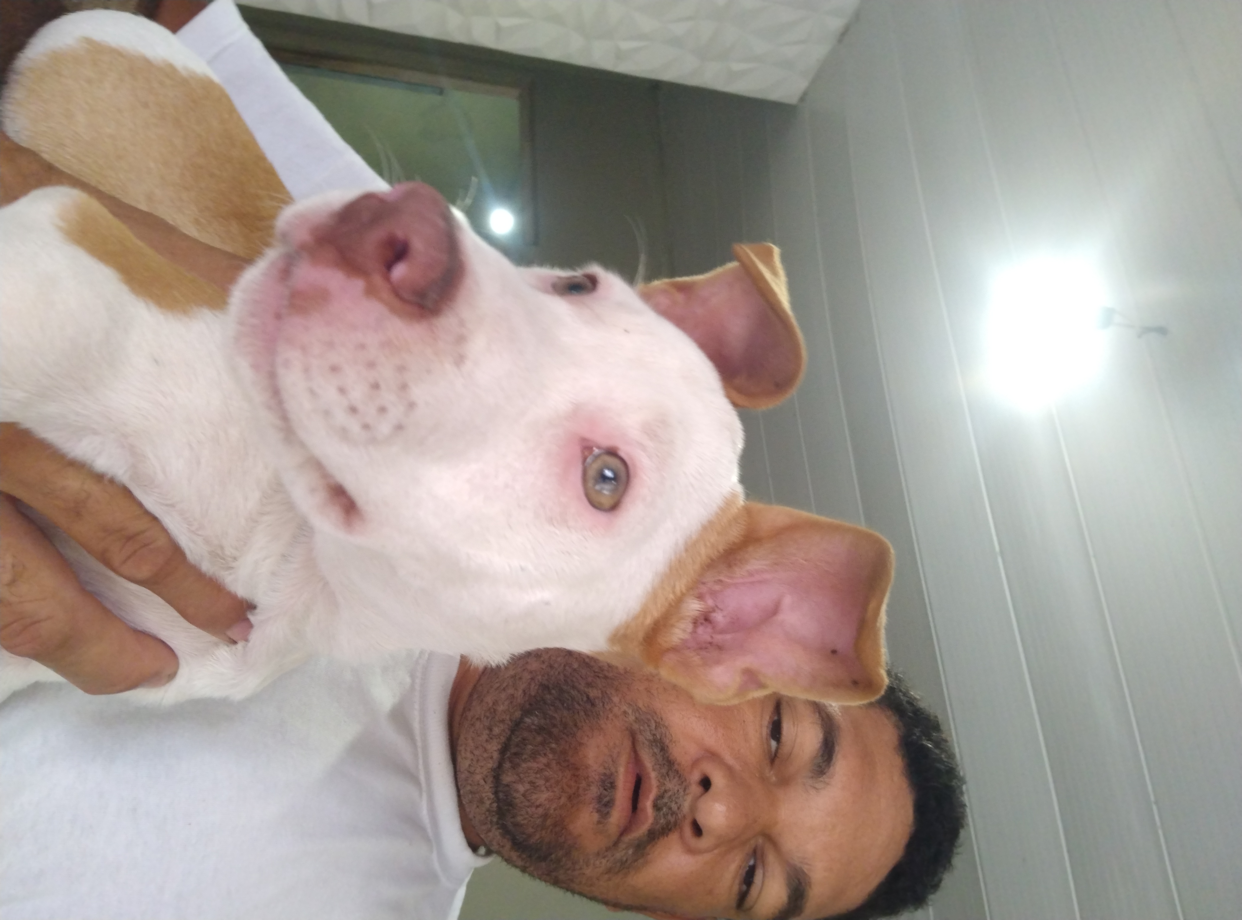Portal Vendocão Pitbull fêmea com 3 meses para vender Igarassu 