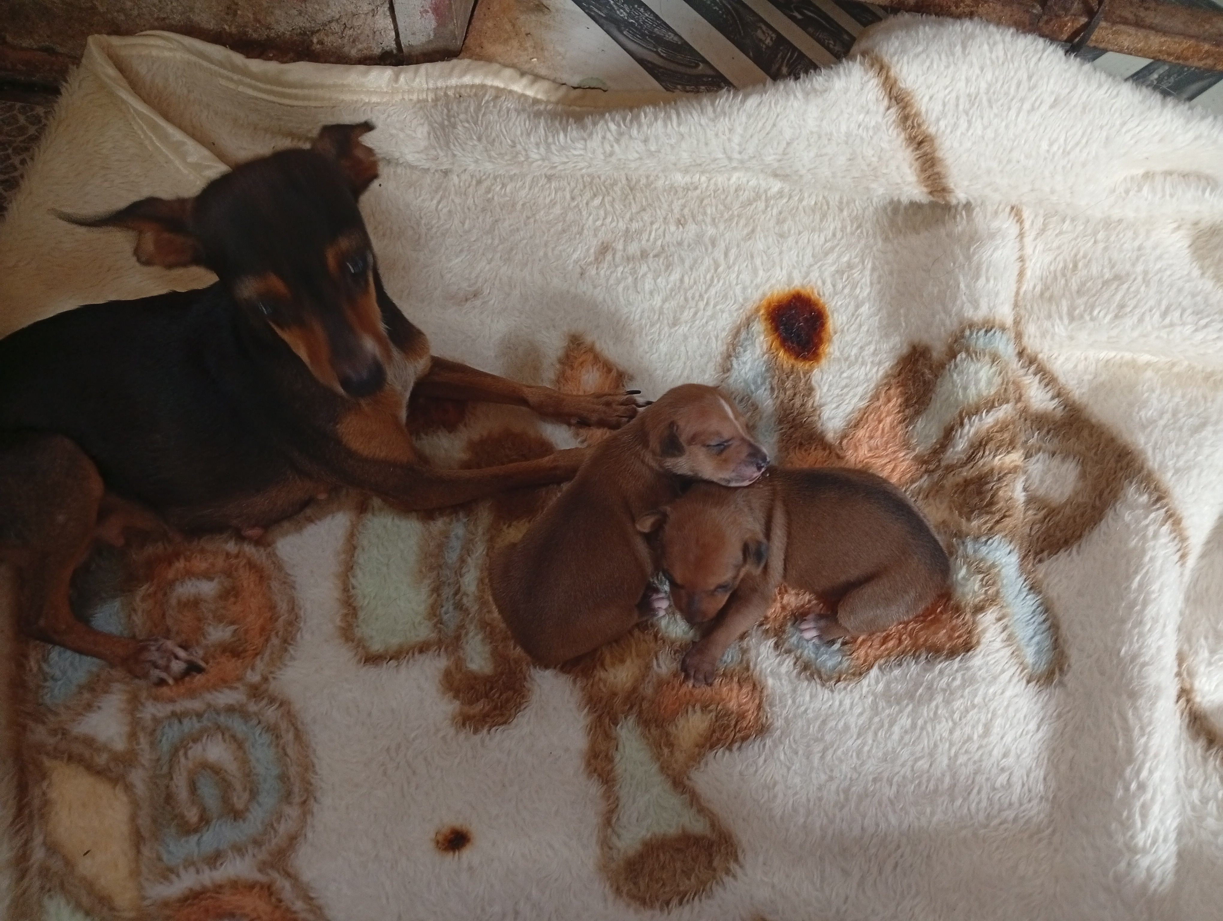 Portal Vendocão Pinscher macho Parauapebas 