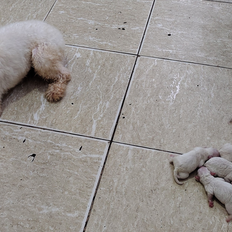 Lindos filhotes de poodle machos venham reserva o seu - Foto 2