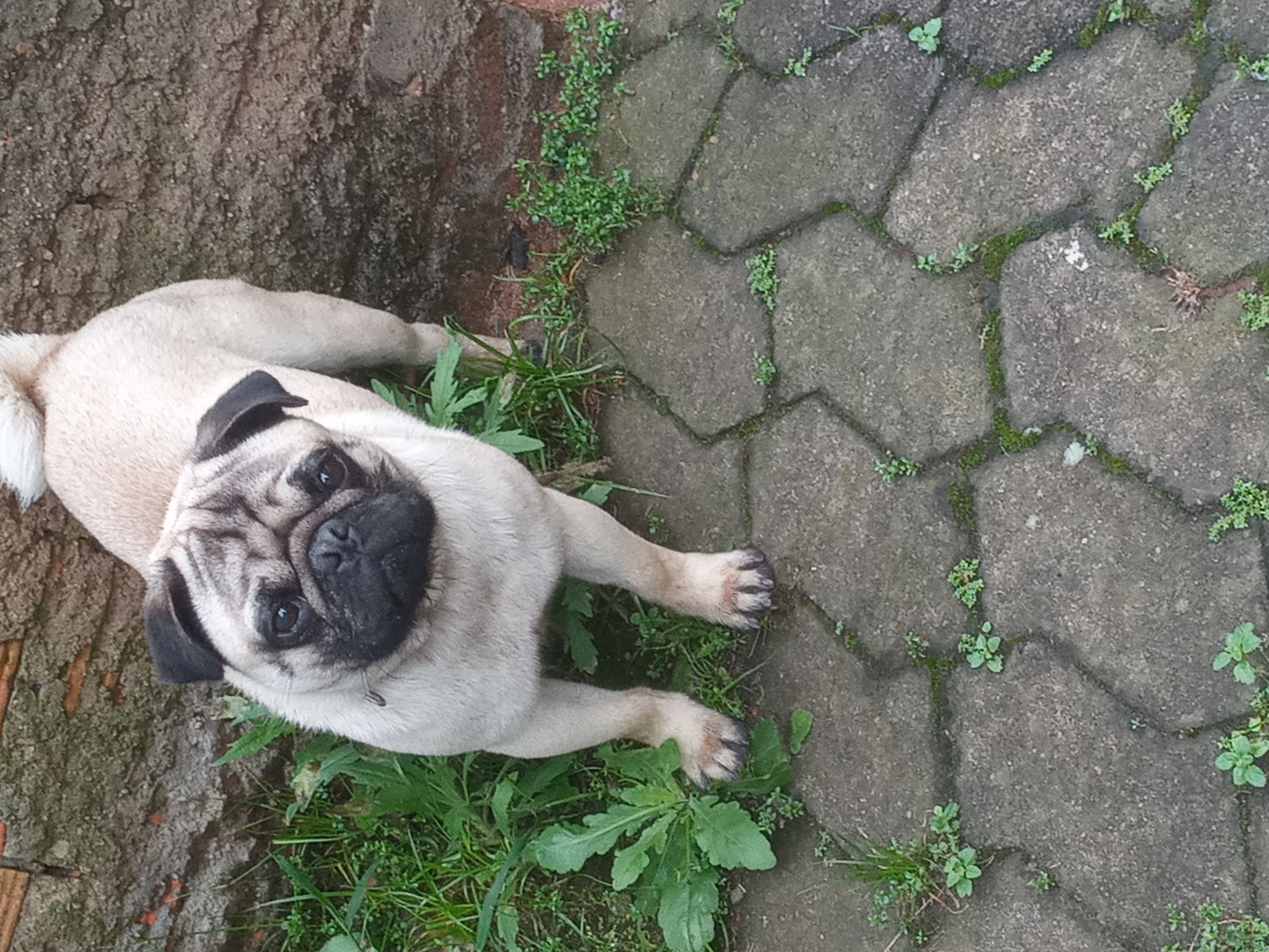 Portal Vendocão Vendo pug  Cachoeirinha 