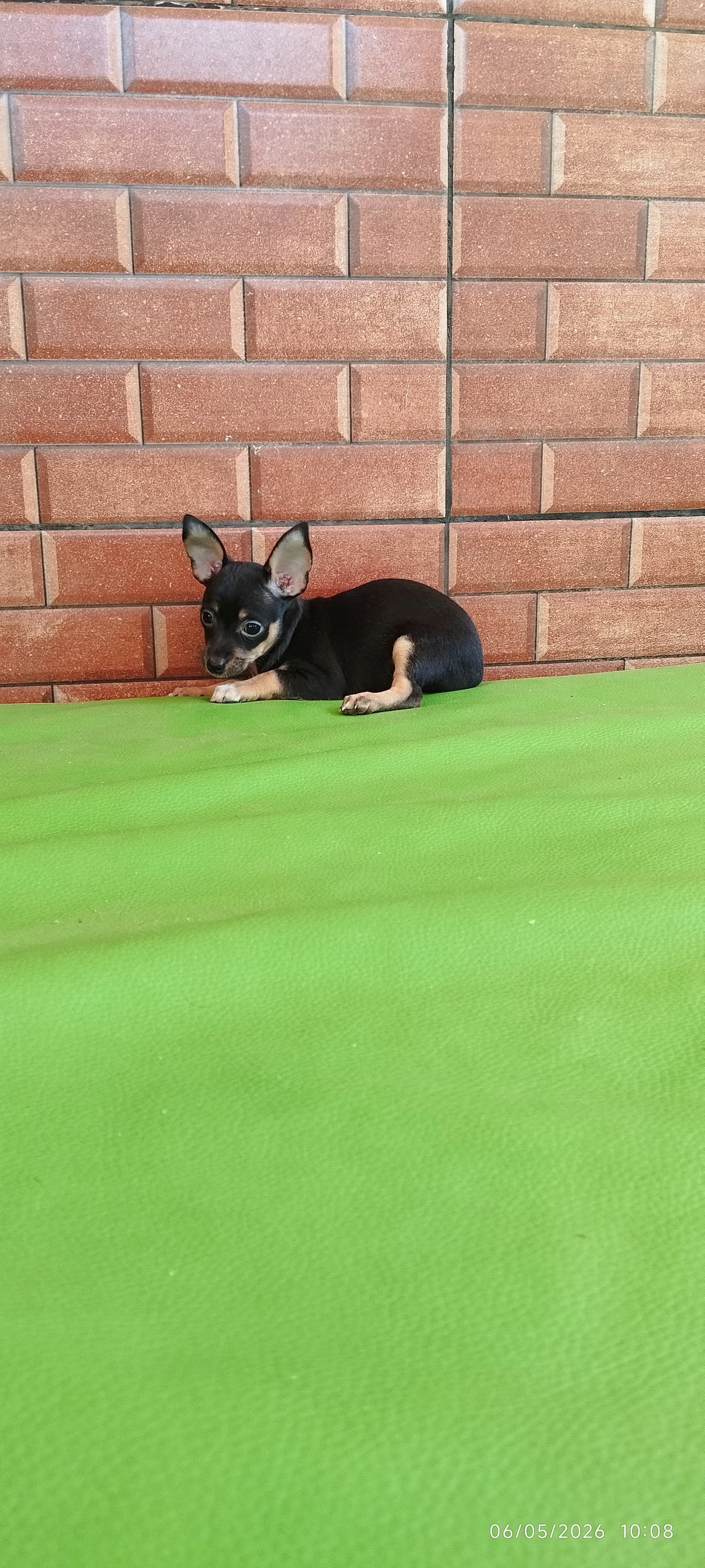 Fêmeas de pinscher  - Foto 1